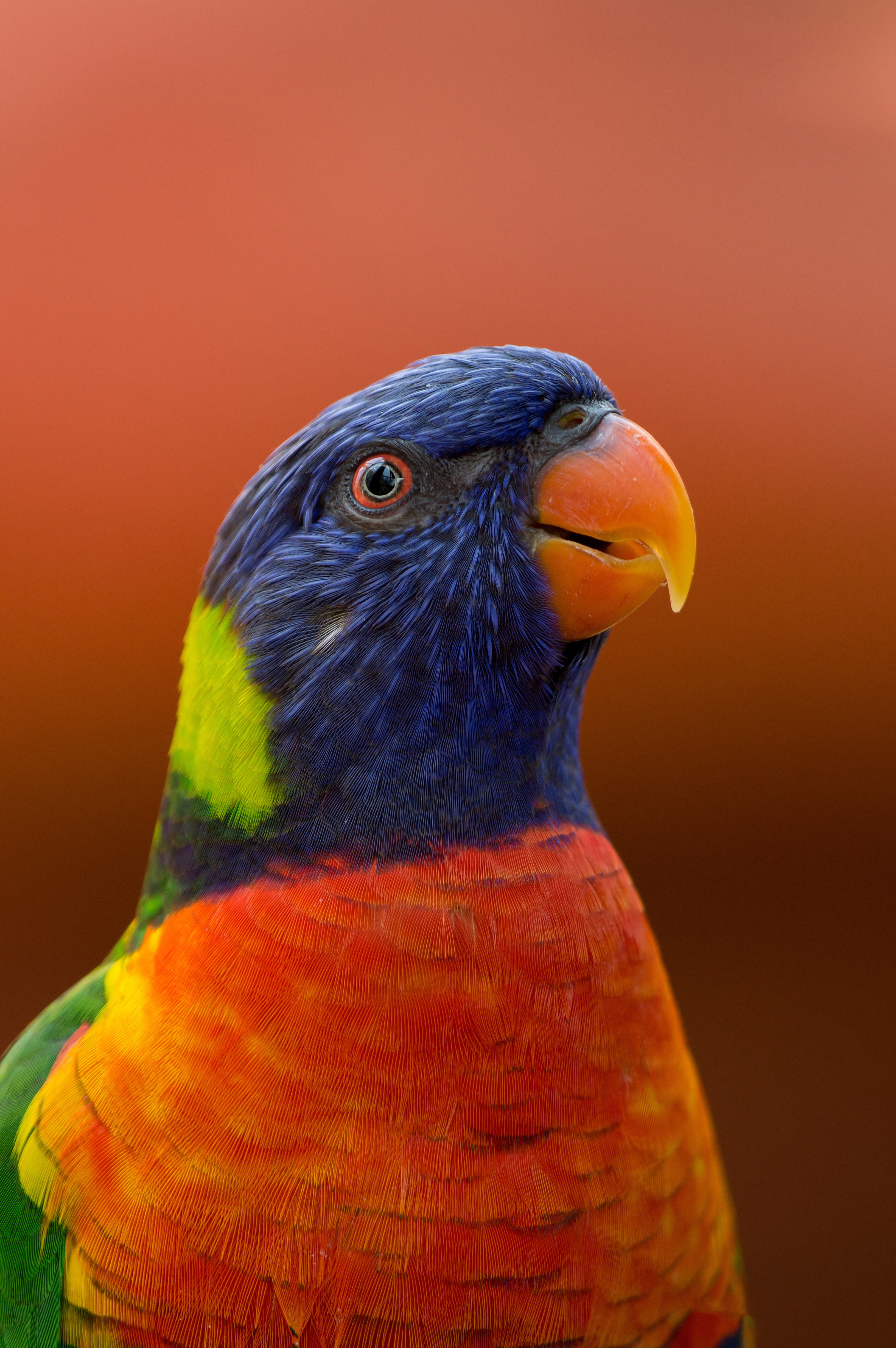 Baixe gratuitamente a imagem Animais, Papagaios, Bico, Vida Selvagem, Animais Selvagens, Exótico, Pássaro na área de trabalho do seu PC