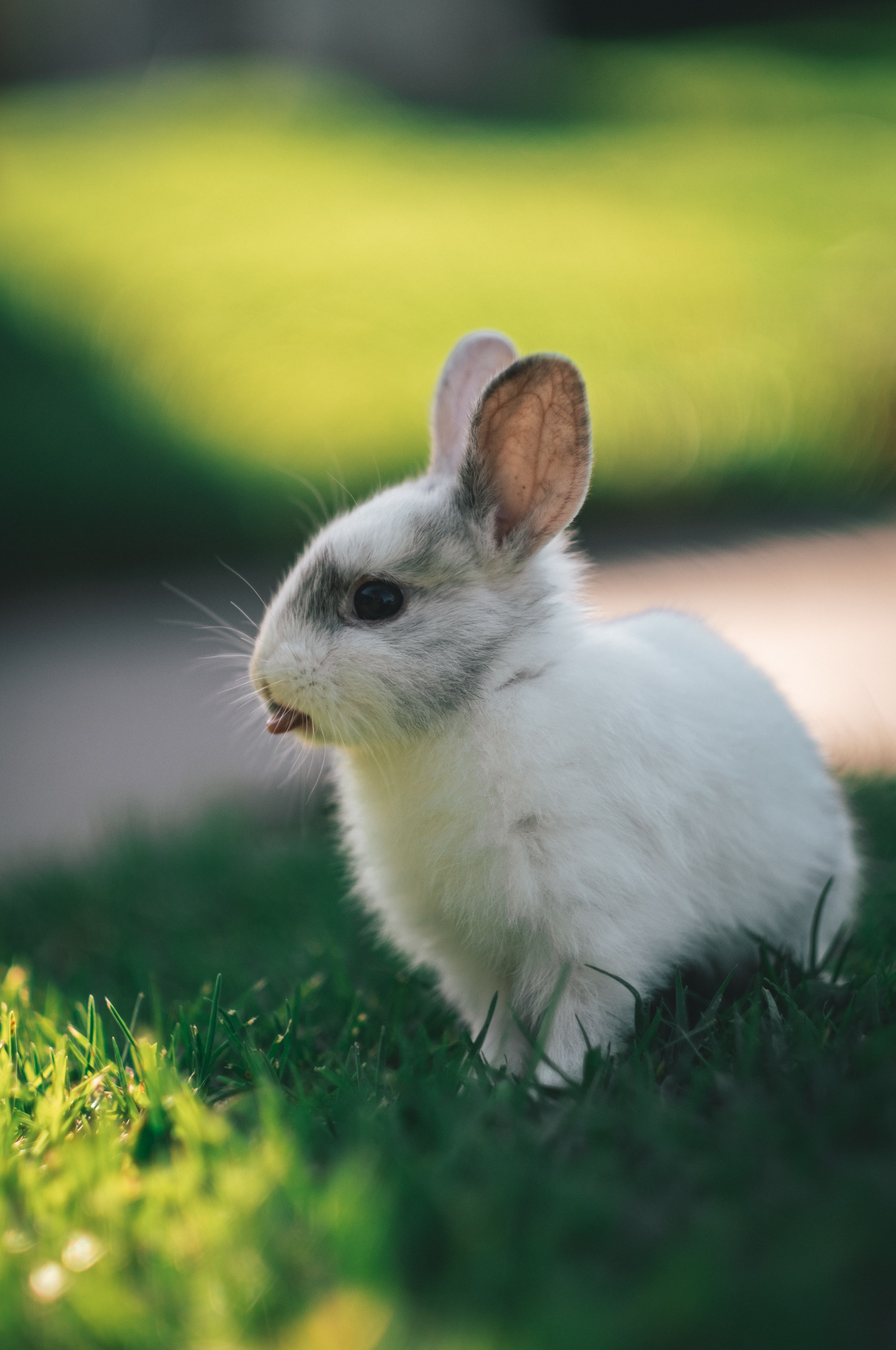 148364 скачать обои заяц, кролик, животные, высунутый язык, забавный - заставки и картинки бесплатно