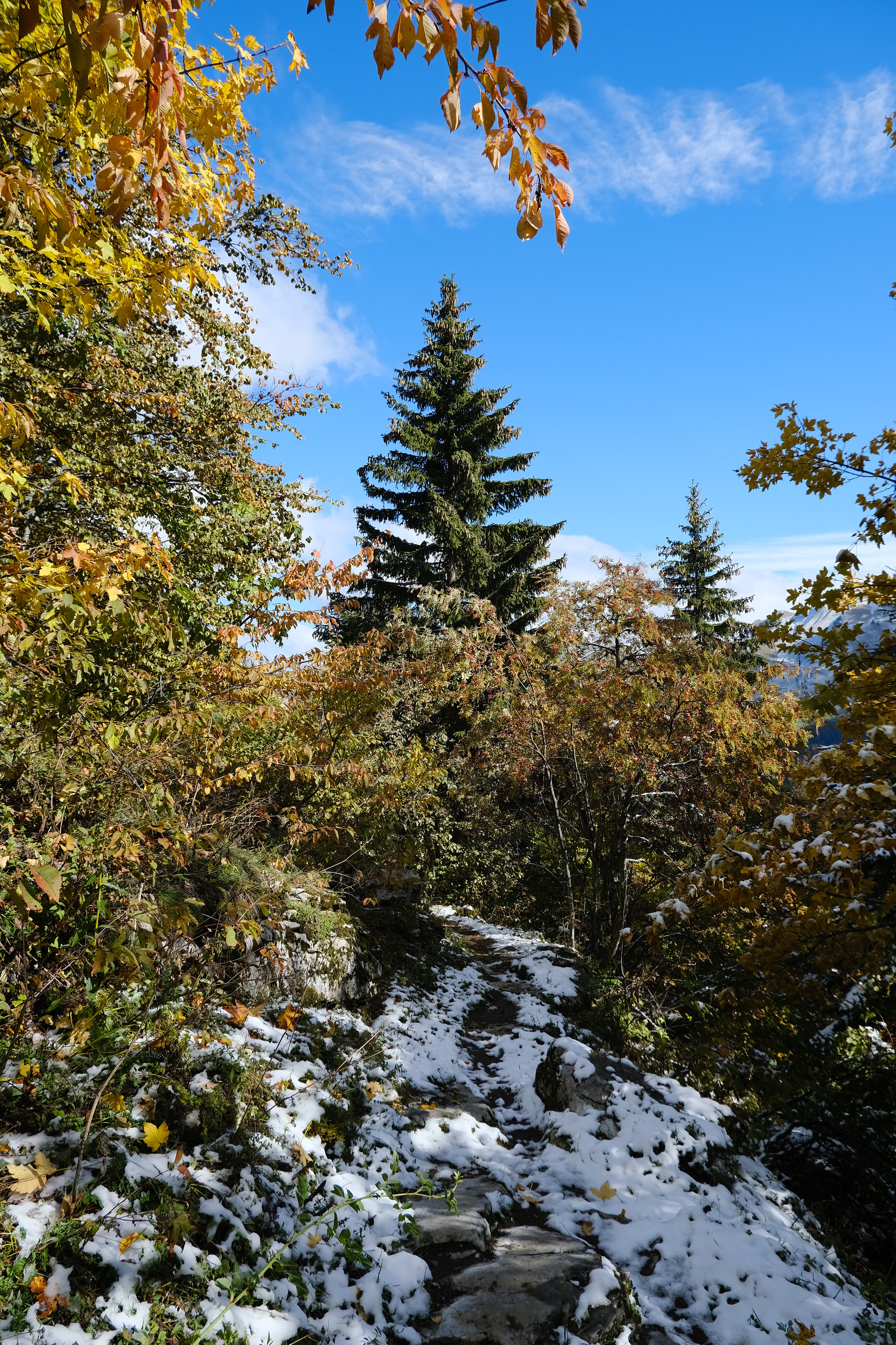 Скачати мобільні шпалери Дерева, Ялиця, Природа, Ялина, Сніг безкоштовно.