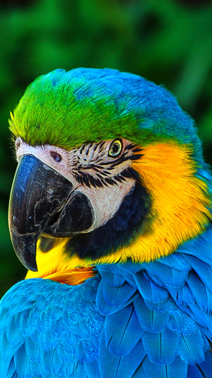 Download mobile wallpaper Birds, Bird, Animal, Macaw, Blue And Yellow Macaw for free.