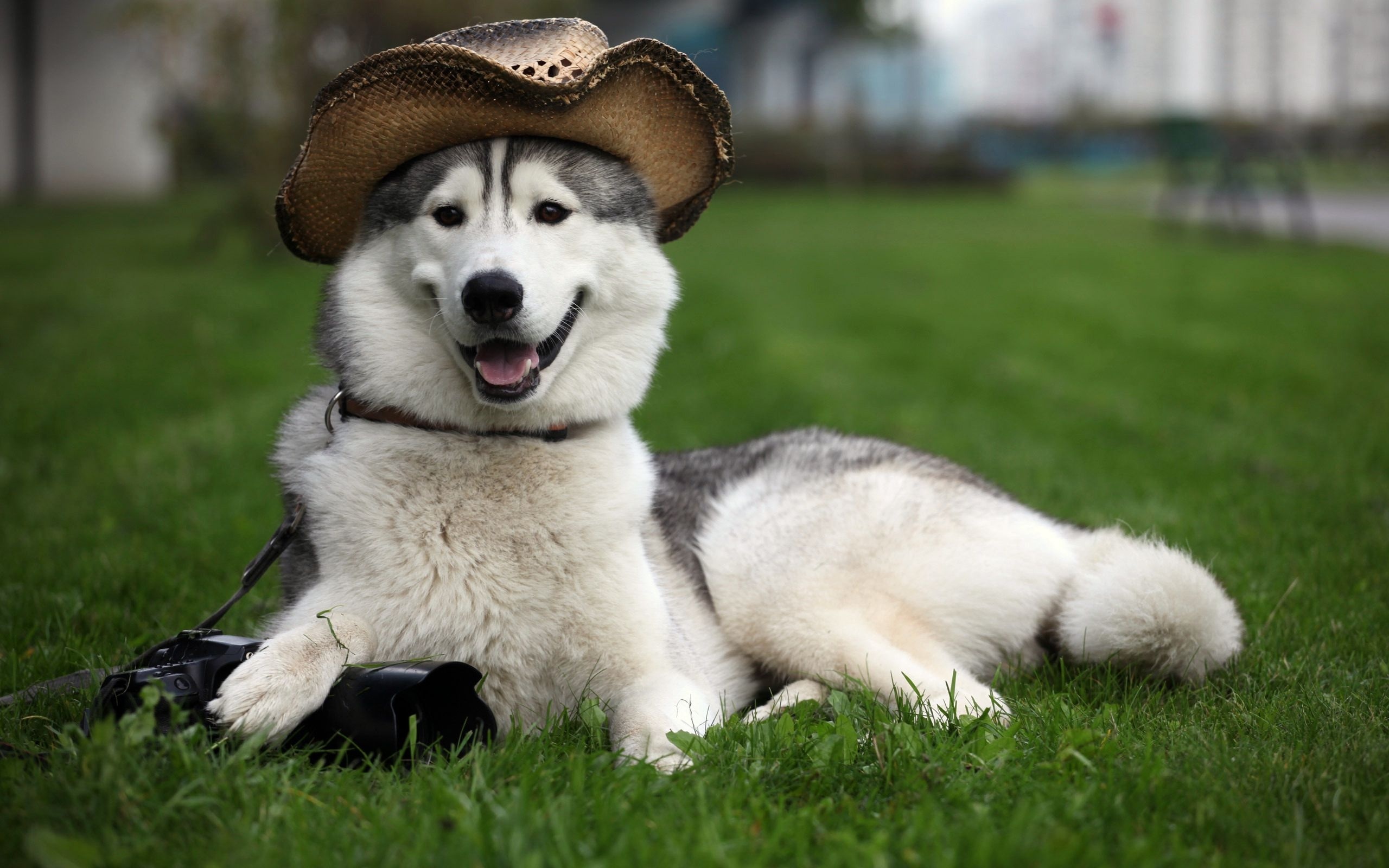 Free download wallpaper Dogs, Dog, Animal, Husky, Hat on your PC desktop
