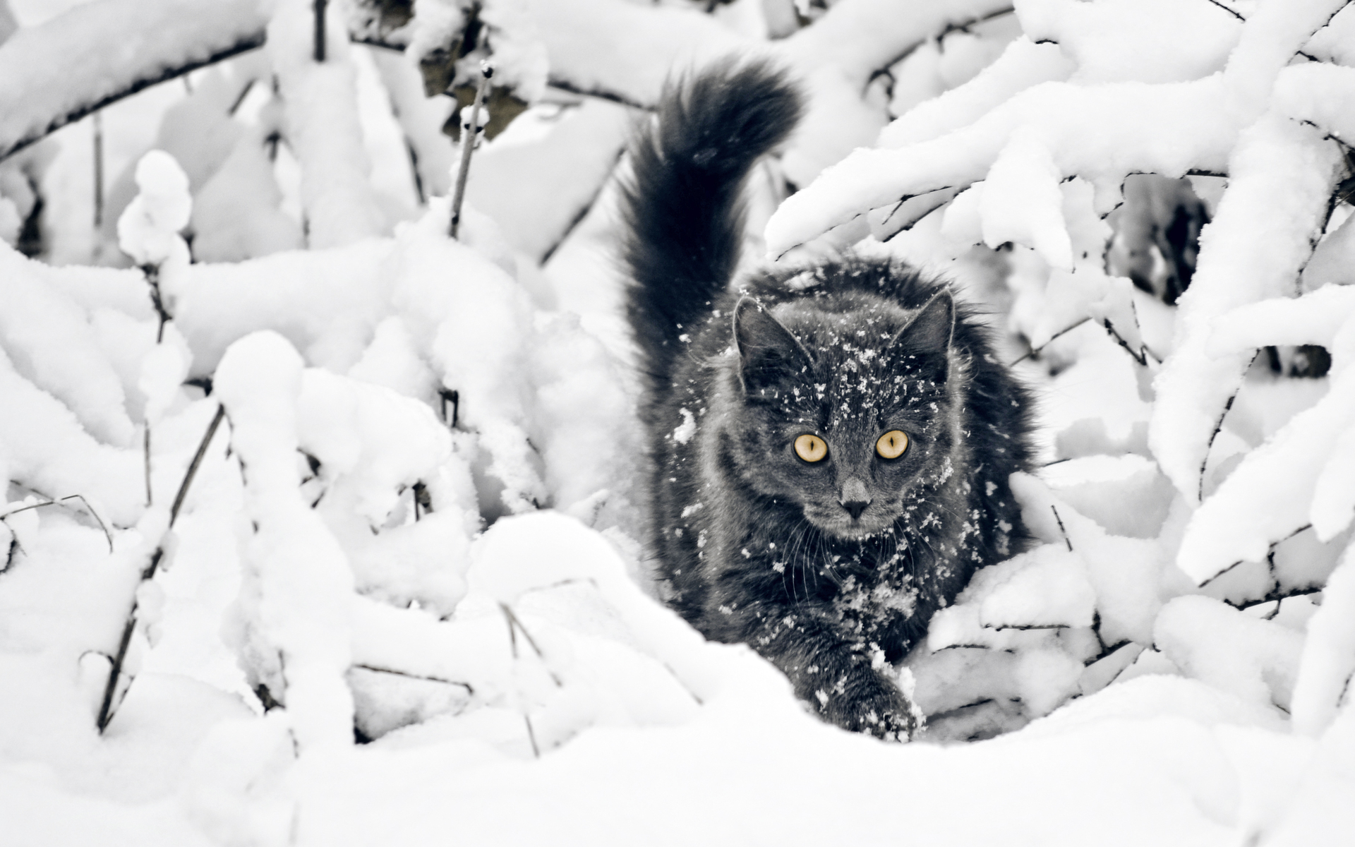 Handy-Wallpaper Tiere, Katze kostenlos herunterladen.