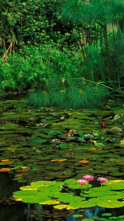 Скачати мобільні шпалери Вода, Земля безкоштовно.