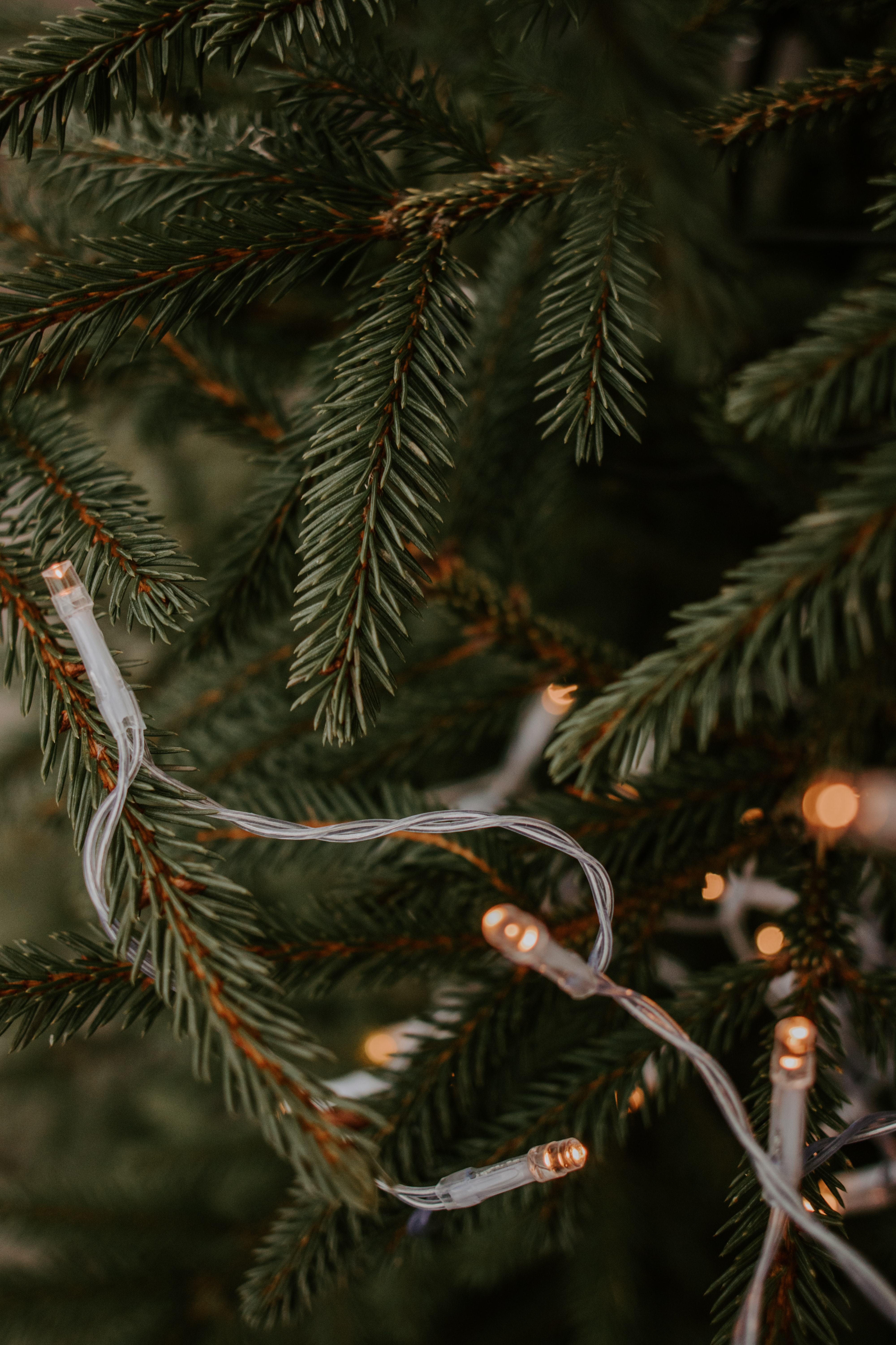 branches, holidays, christmas tree, new year, christmas, holiday, garland iphone wallpaper