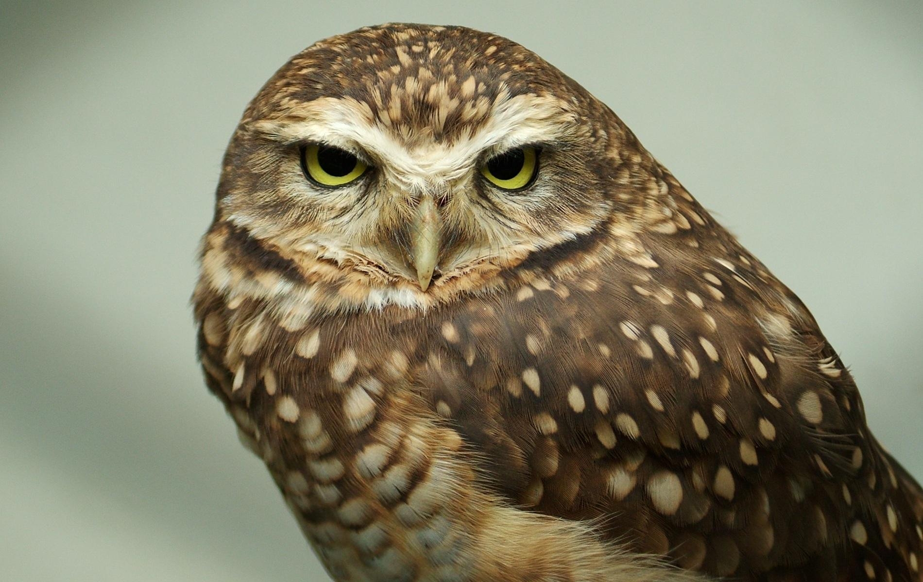 Free download wallpaper Muzzle, Predator, Animals, Feather, Bird, Eyes, Owl on your PC desktop