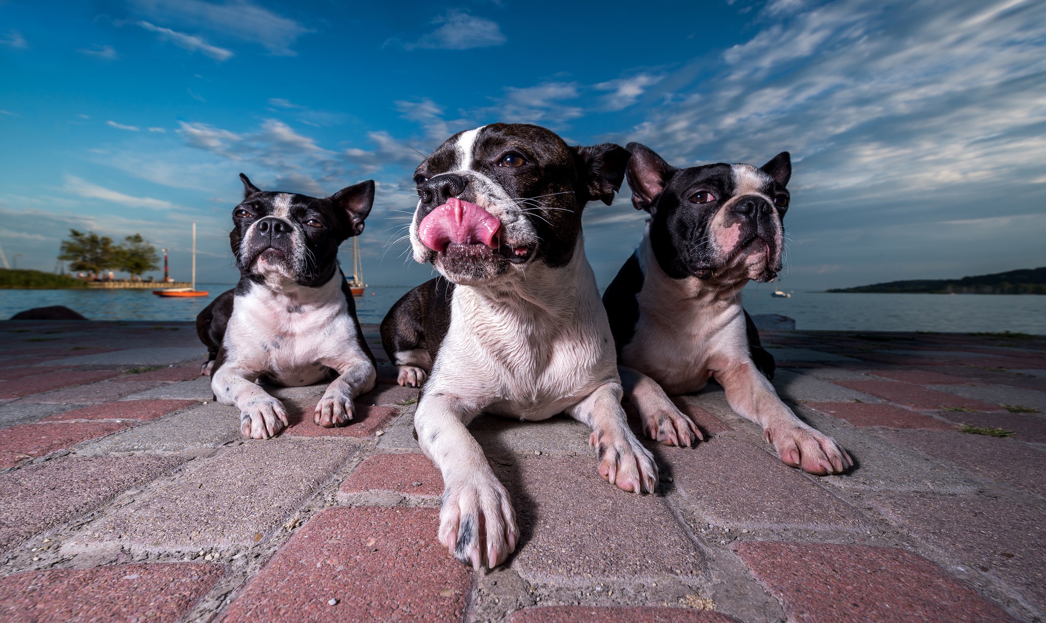 492392 Bild herunterladen tiere, boston terrier, hund, hunde - Hintergrundbilder und Bildschirmschoner kostenlos
