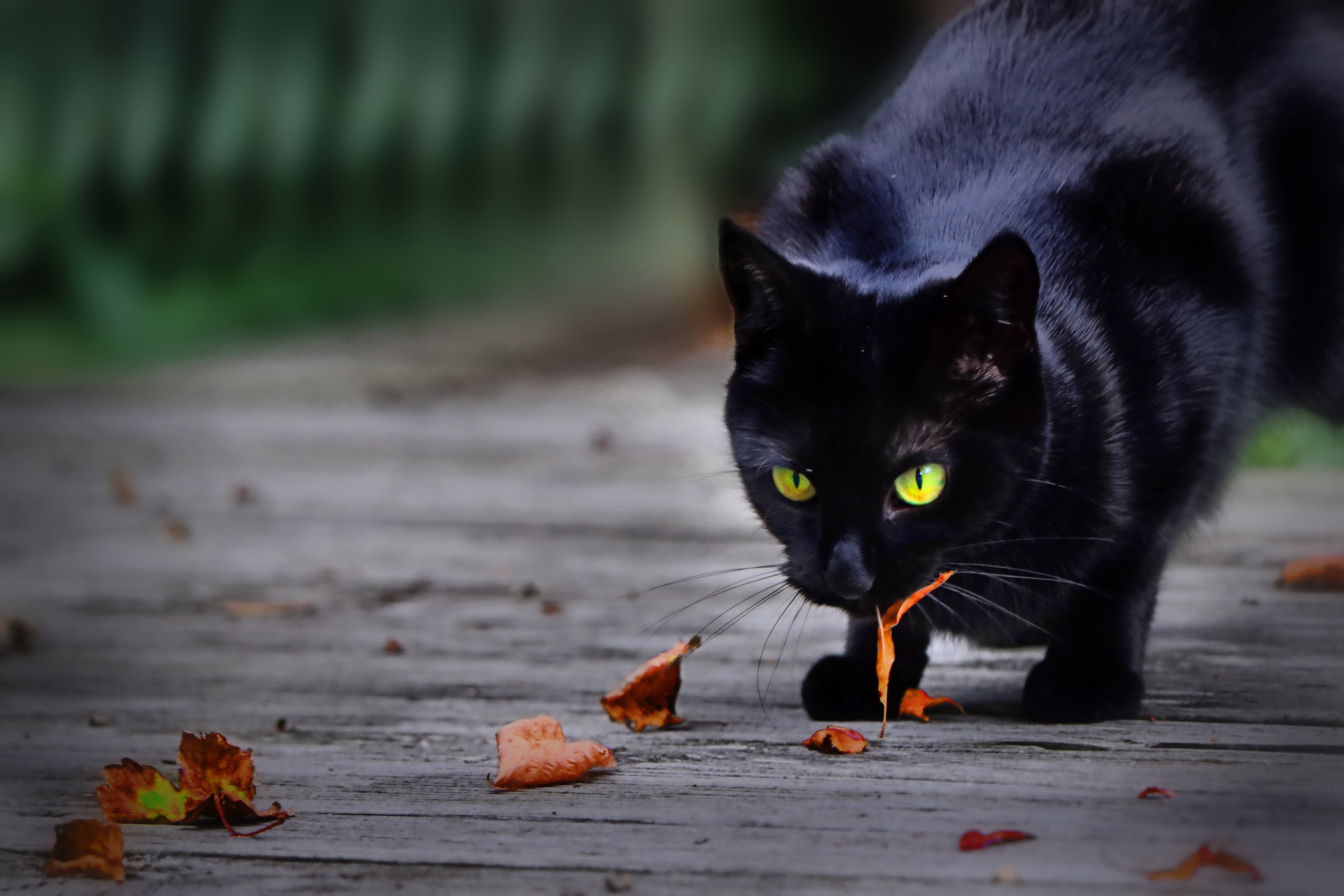 Baixar papel de parede para celular de Gato, Gatos, Animais gratuito.