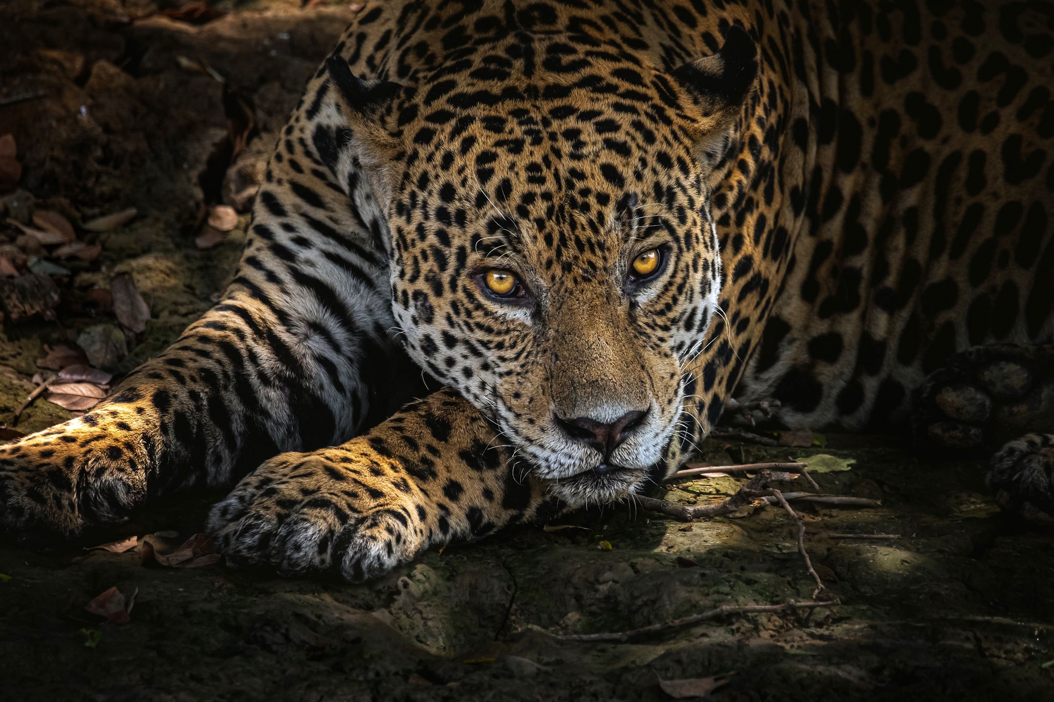 Handy-Wallpaper Tiere, Katzen, Jaguar, Starren kostenlos herunterladen.