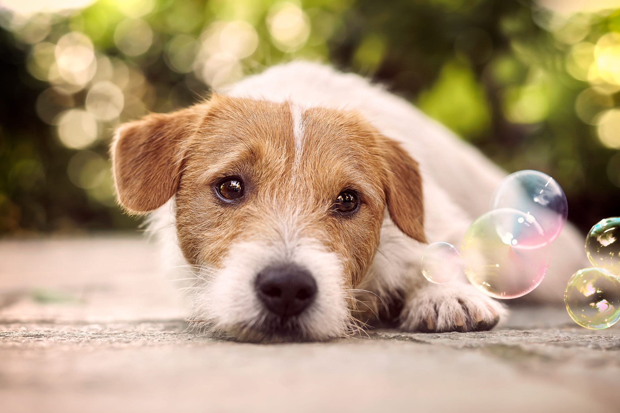 Free download wallpaper Dogs, Dog, Animal, Bokeh, Bubble, Jack Russell Terrier on your PC desktop