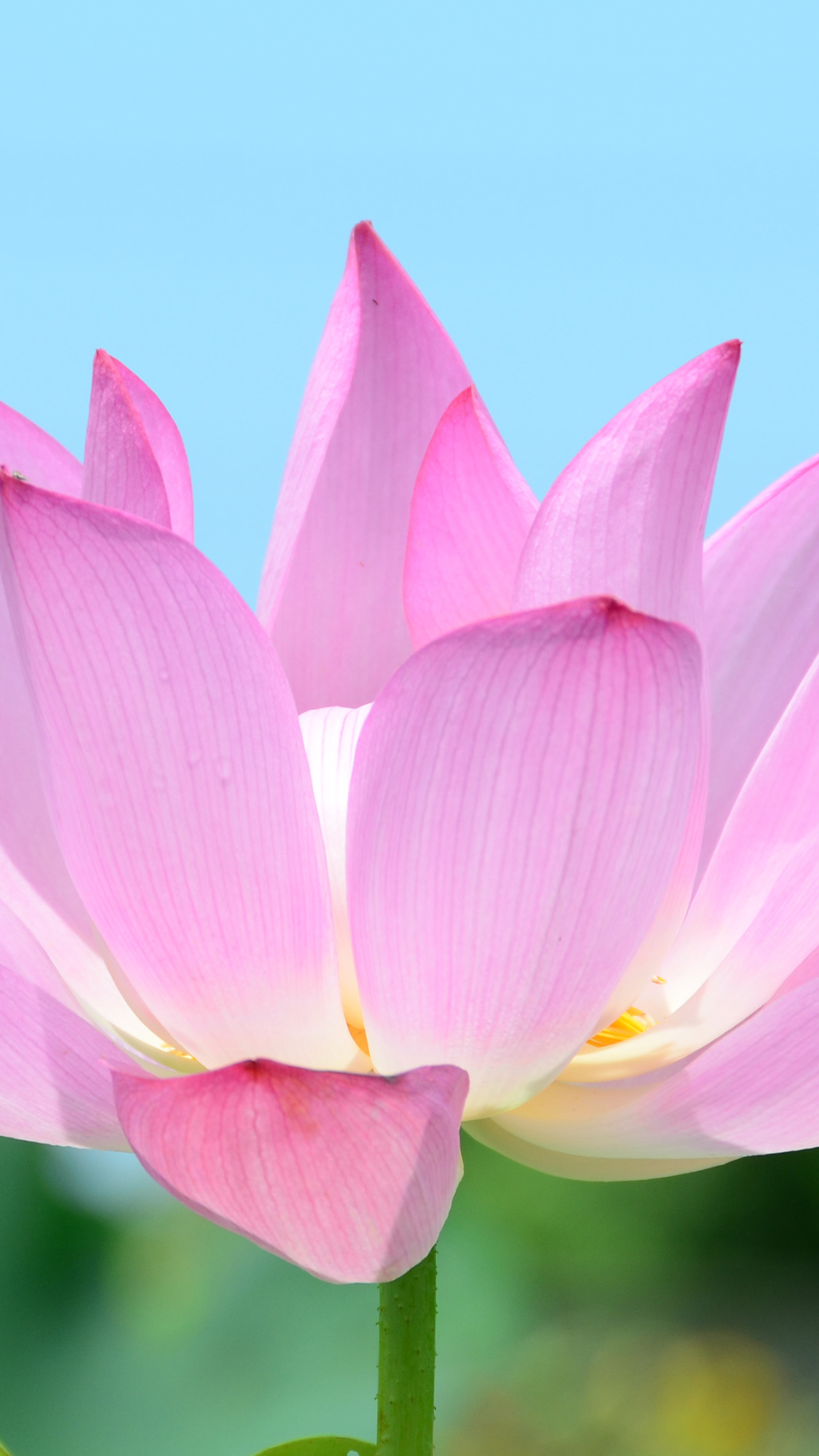 Download mobile wallpaper Flowers, Lotus, Earth for free.