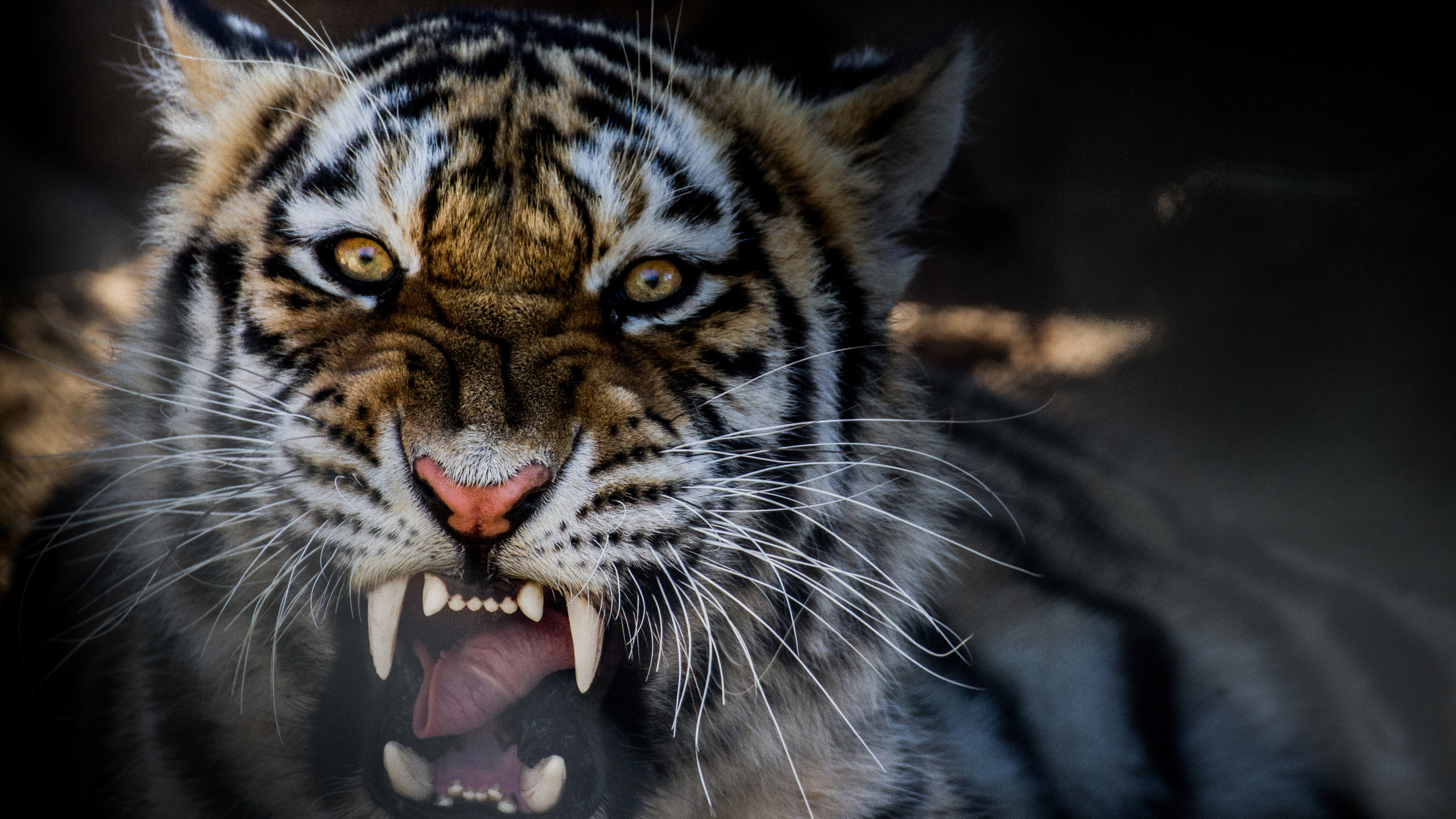 Baixar papel de parede para celular de Gatos, Animais, Tigre gratuito.