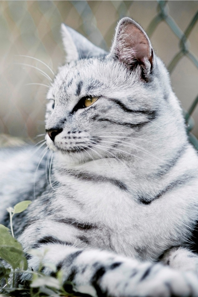 Baixar papel de parede para celular de Animais, Gatos, Gato gratuito.