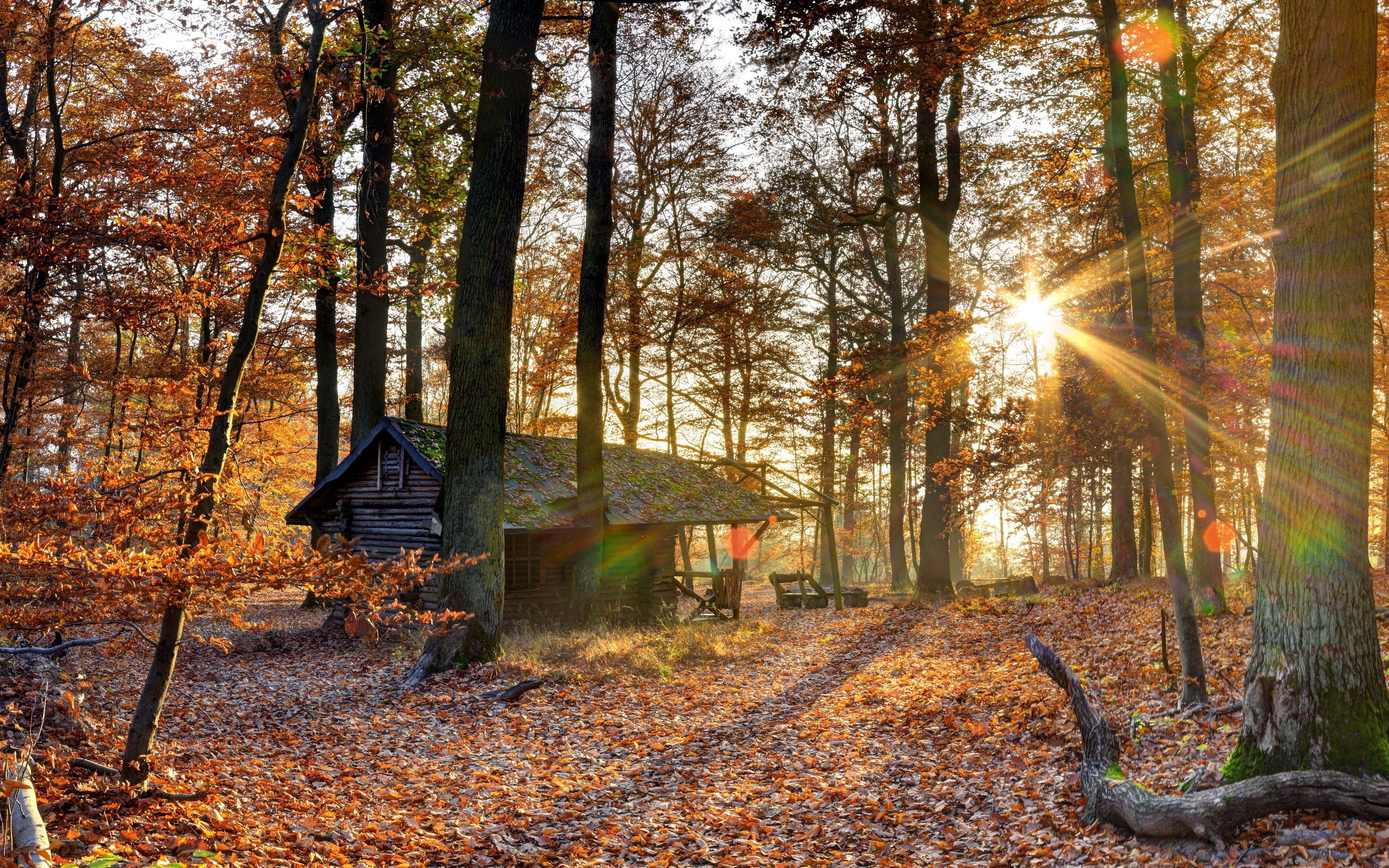 fall, autumn, nature, trees, shine, light, forest, leaf fall, house, october Full HD