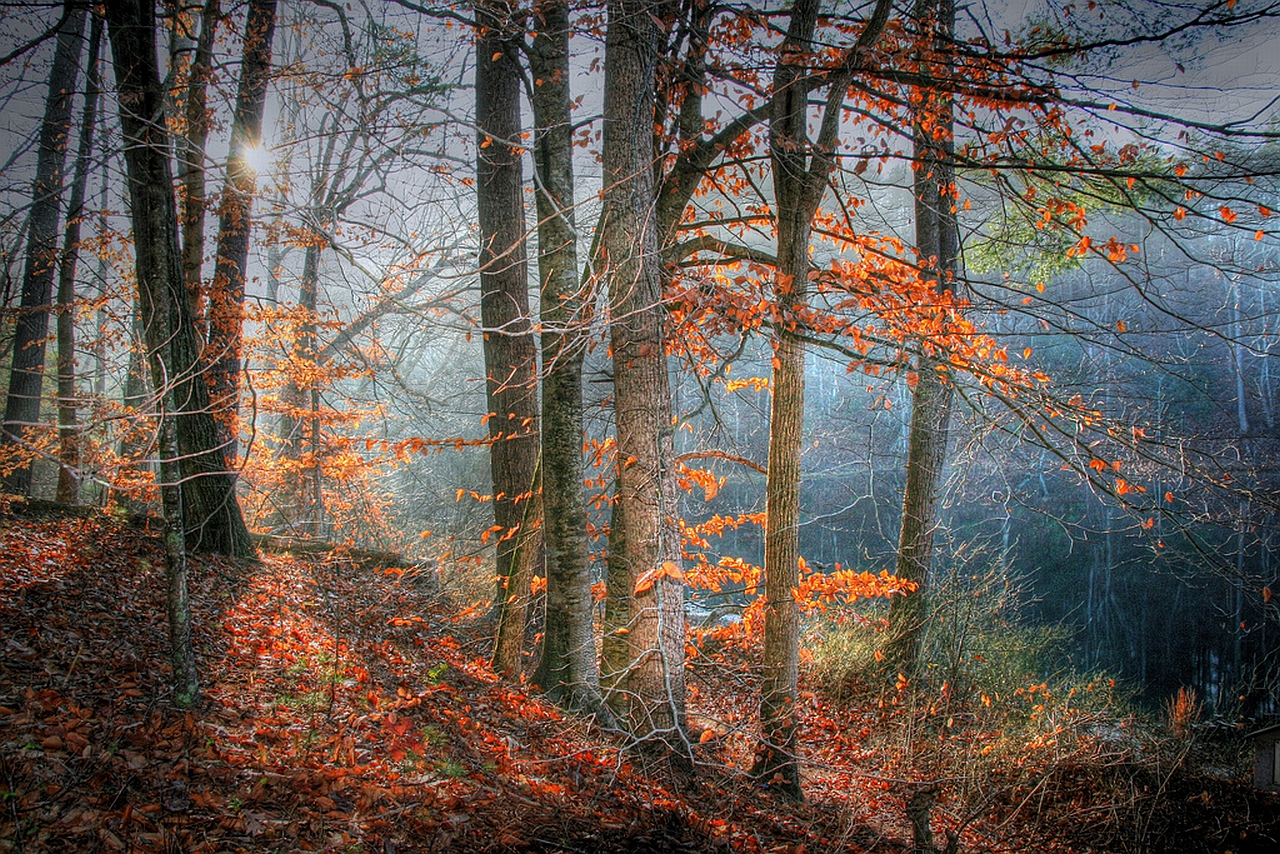 Handy-Wallpaper Wald, Erde/natur kostenlos herunterladen.