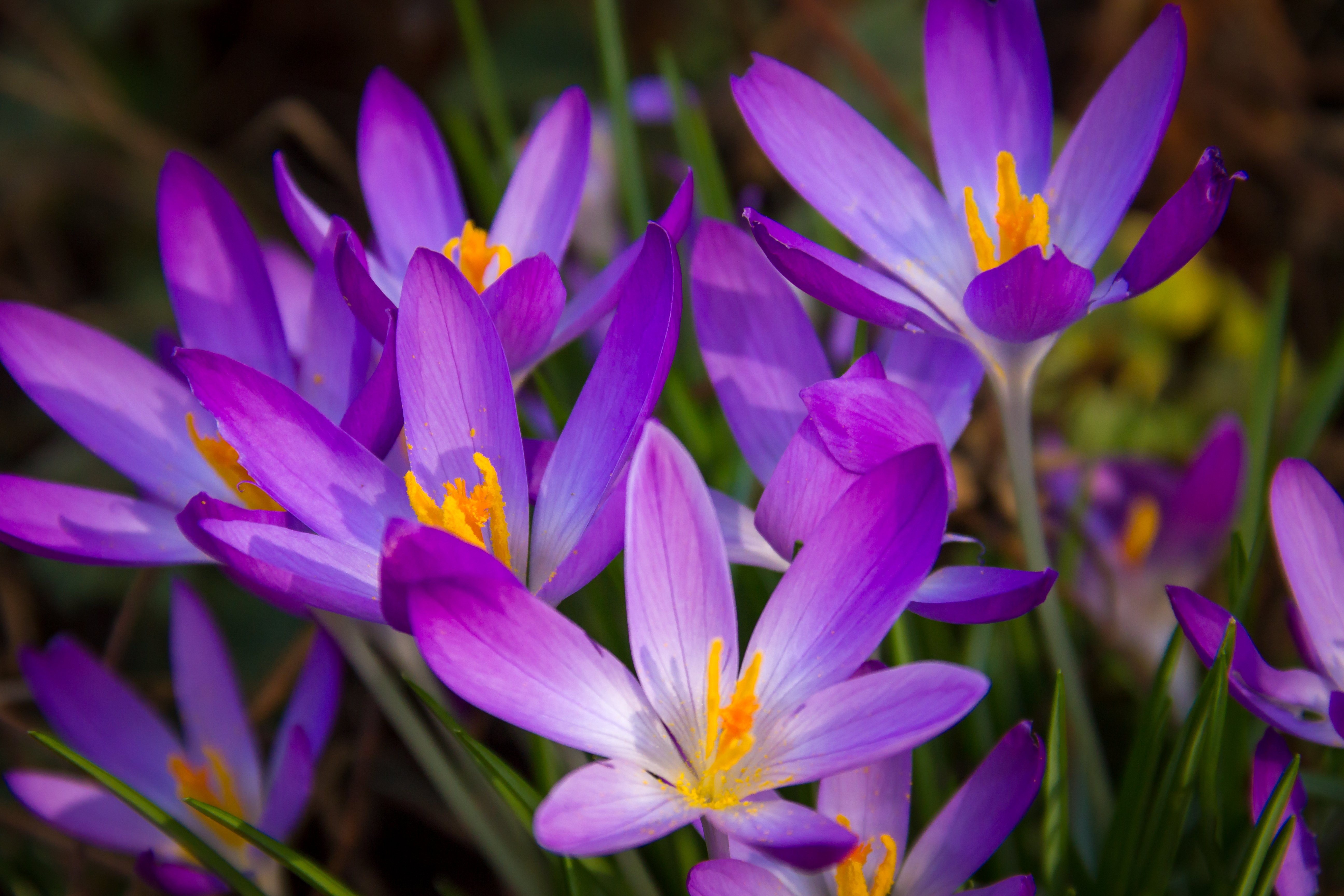 Download mobile wallpaper Nature, Flowers, Flower, Close Up, Earth, Crocus, Purple Flower for free.