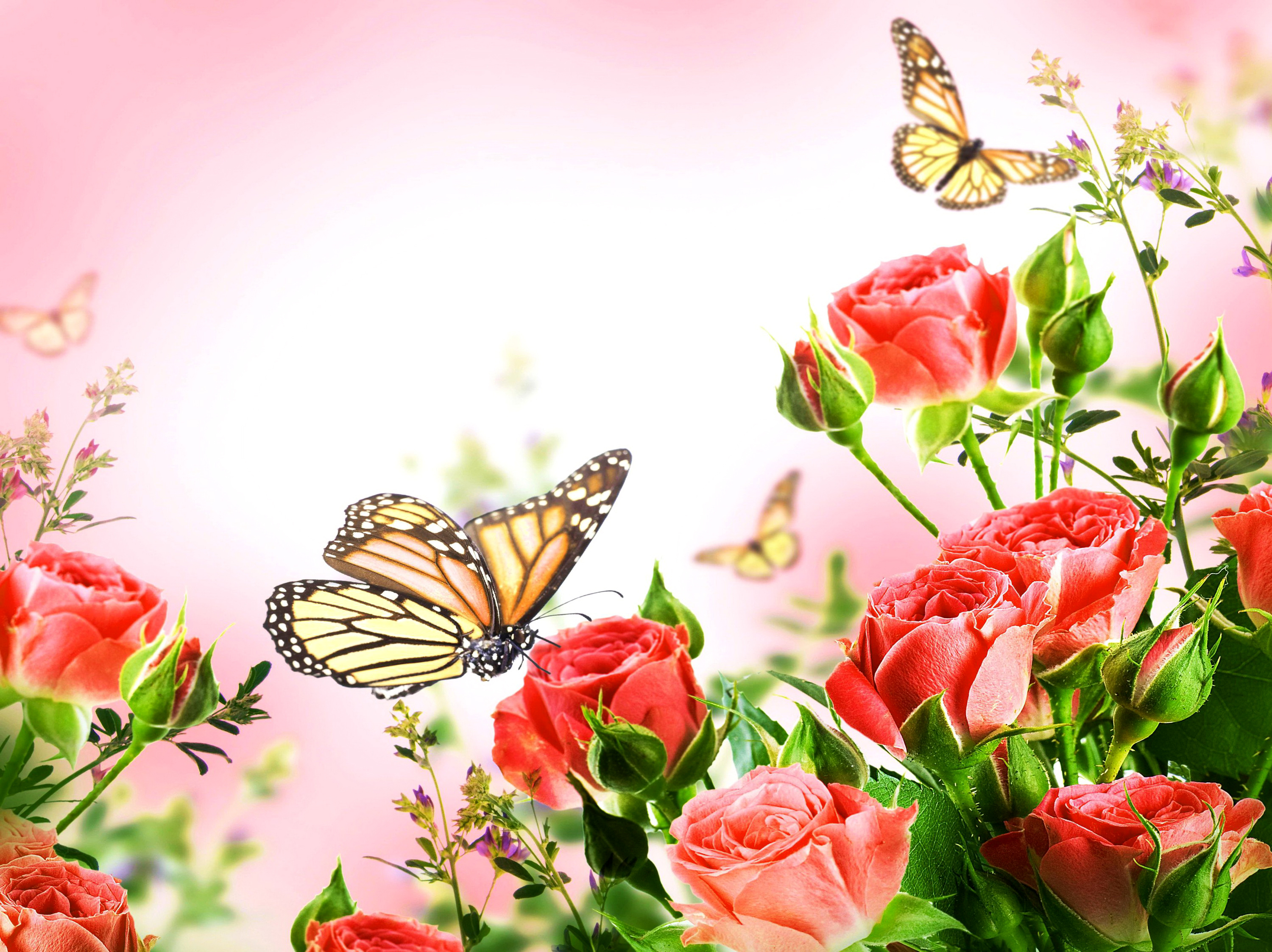 Download mobile wallpaper Flower, Macro, Rose, Insect, Butterfly, Animal, Pink Flower for free.