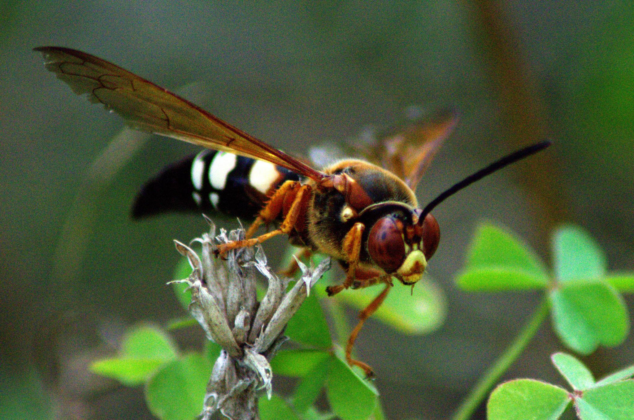 animal, wasp, insects