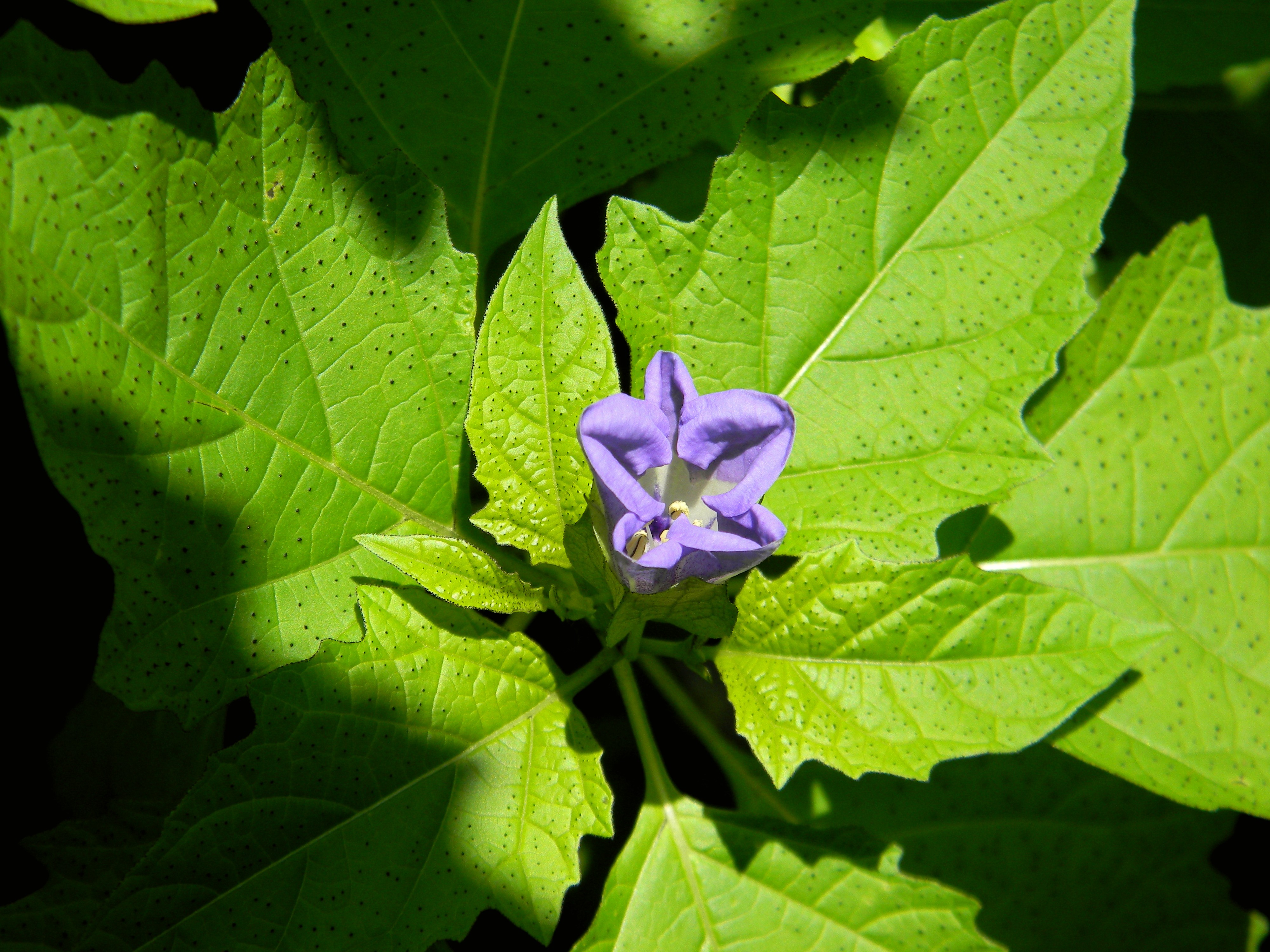 Free download wallpaper Flowers, Flower, Earth on your PC desktop