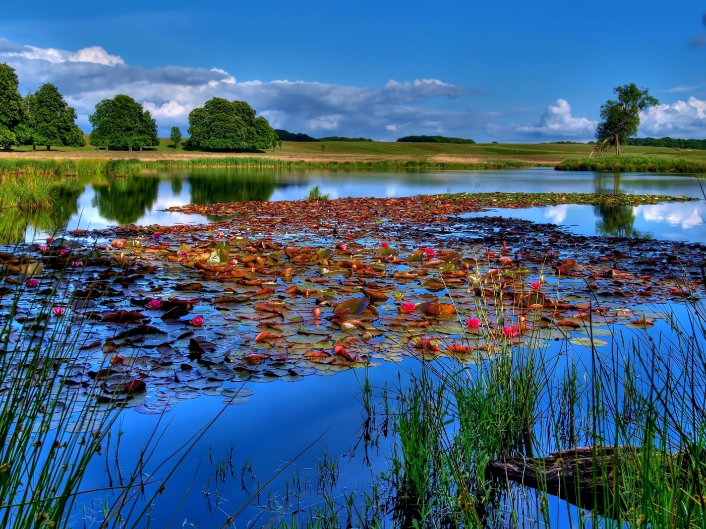 Free download wallpaper Landscape, Rivers, Trees, Water Lilies on your PC desktop