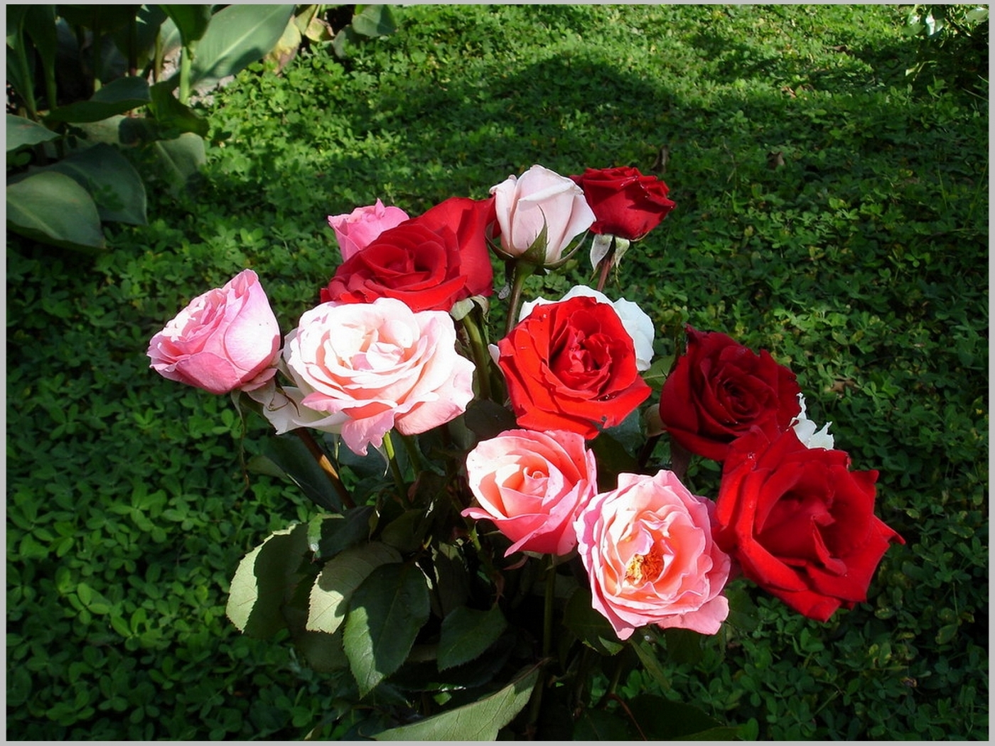Handy-Wallpaper Blumen, Pflanzen, Roses kostenlos herunterladen.