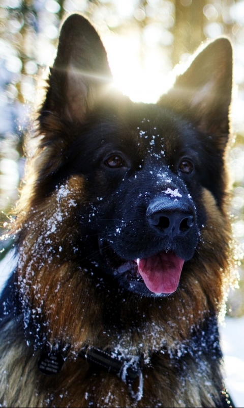 Download mobile wallpaper Dogs, Animal, German Shepherd for free.