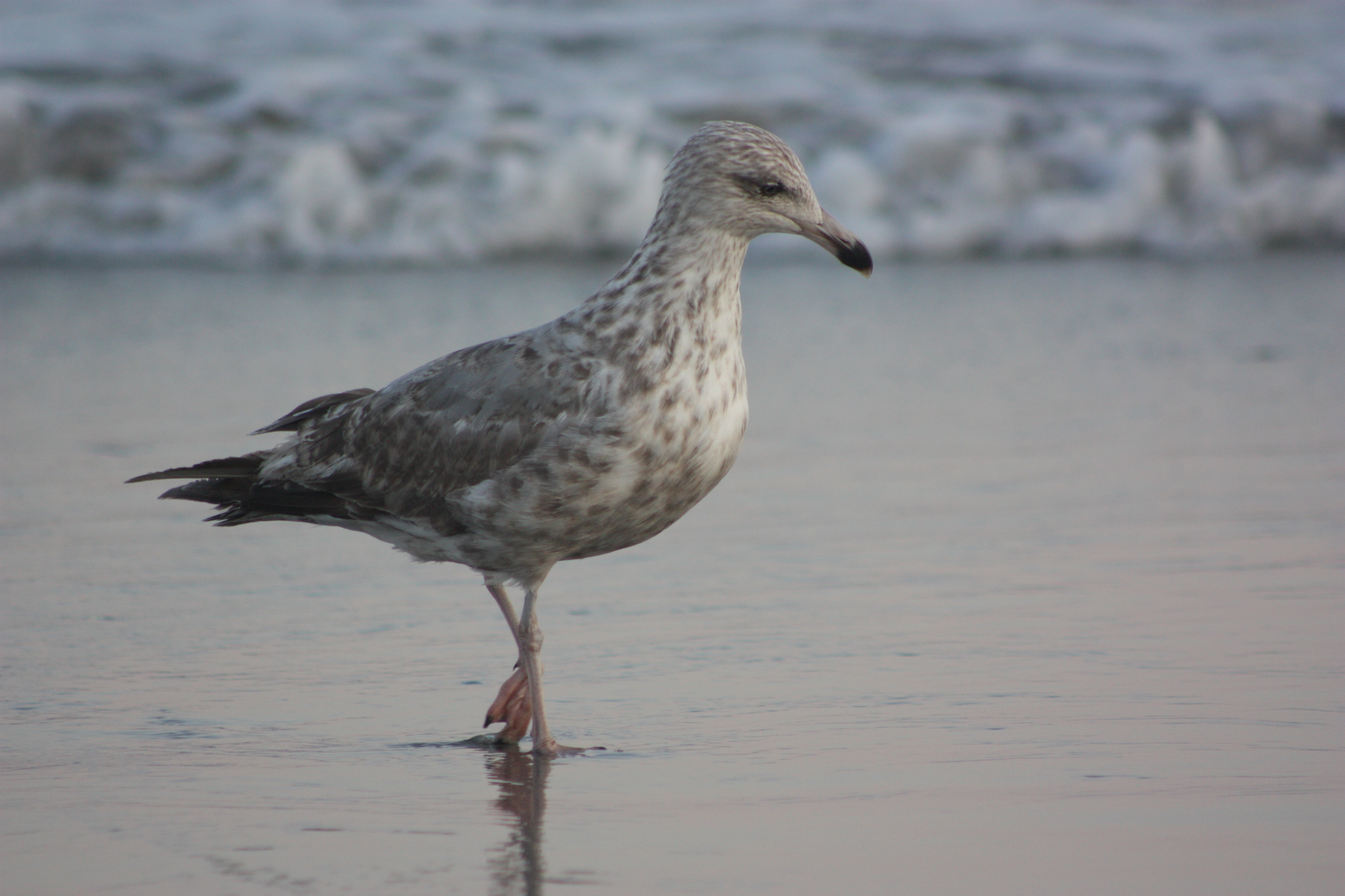 Download mobile wallpaper Seagull, Bird, Birds, Animal for free.