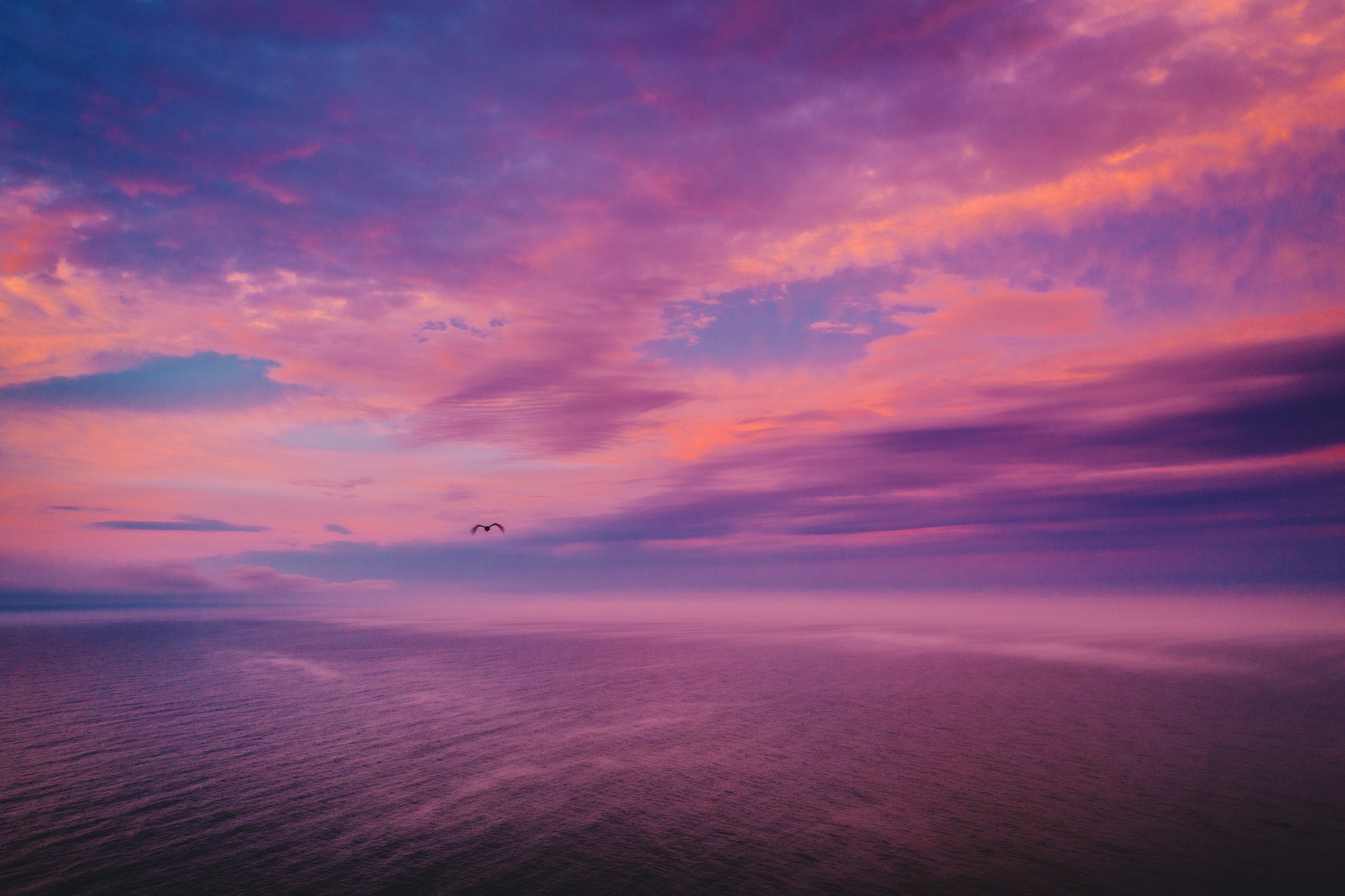 dusk, nature, sky, sea, twilight, bird, handsomely, it's beautiful download HD wallpaper