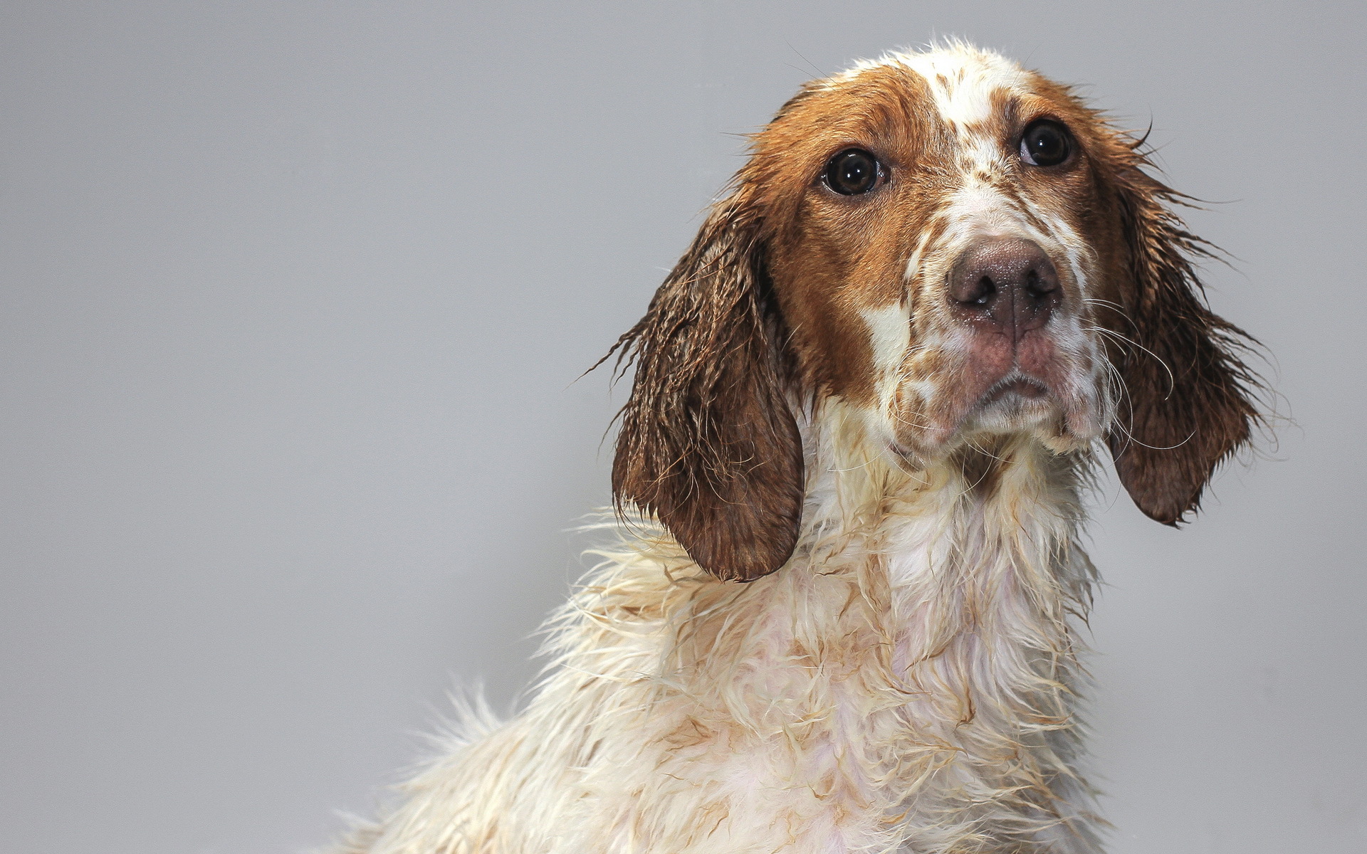 Baixar papel de parede para celular de Animais, Cães, Cão gratuito.