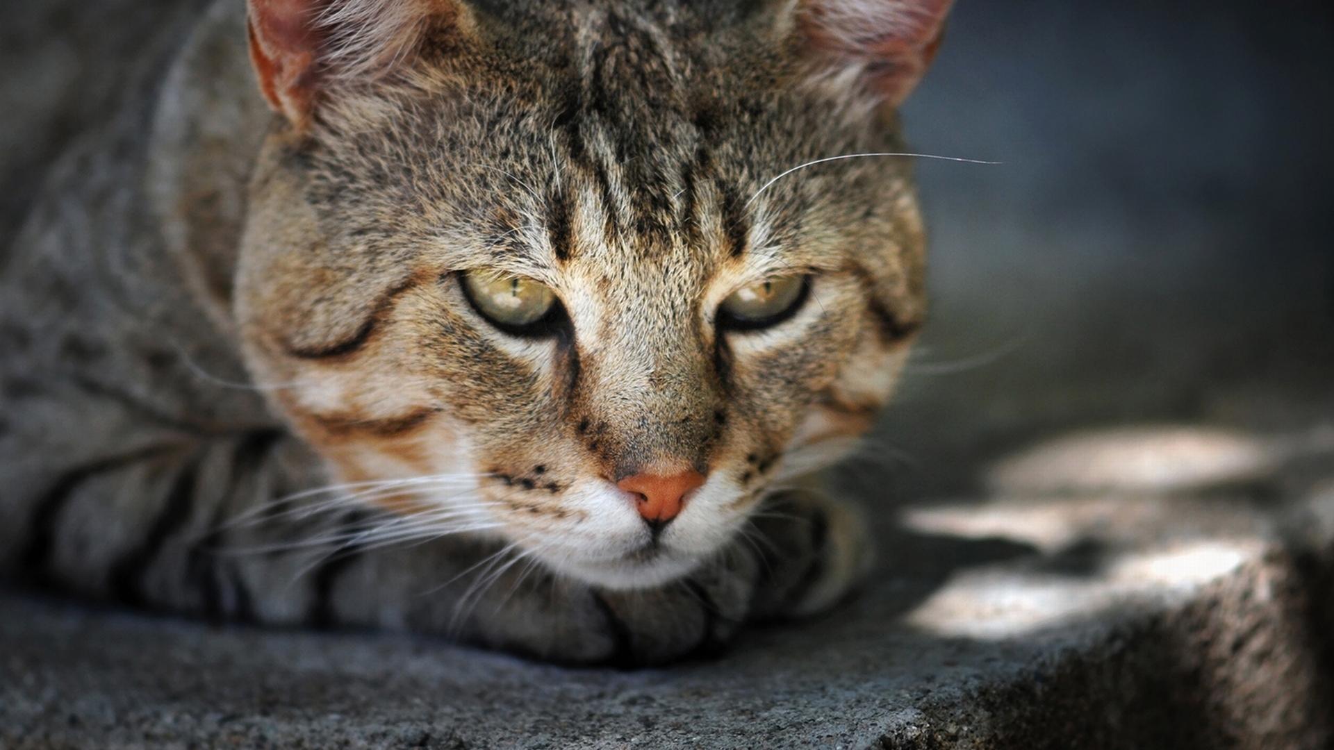 356826 Salvapantallas y fondos de pantalla Gatos en tu teléfono. Descarga imágenes de  gratis