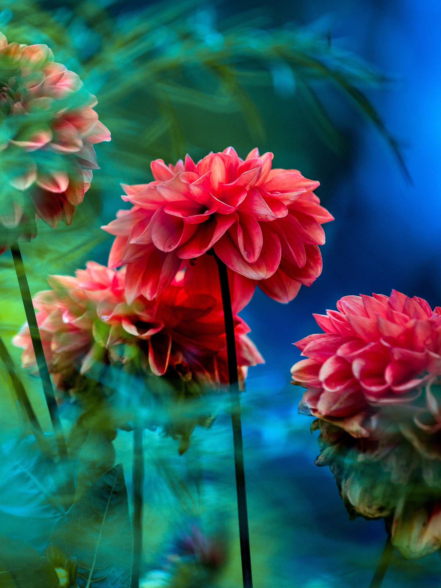 Download mobile wallpaper Nature, Flowers, Flower, Earth, Dahlia, Red Flower for free.