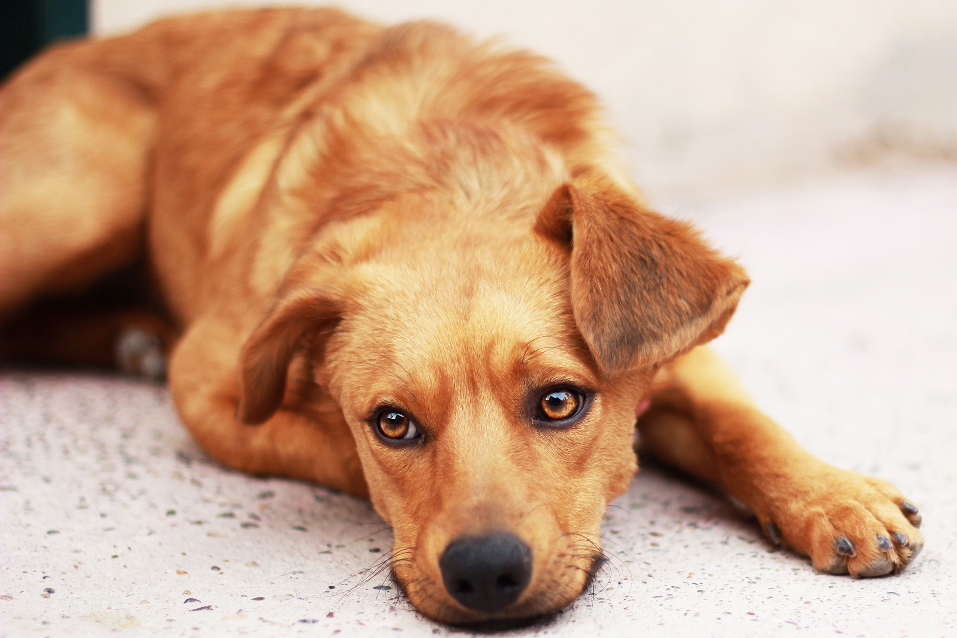 Free download wallpaper Animals, To Lie Down, Lie, Dog, Sight, Opinion, Puppy, Muzzle, Sorrow, Sadness on your PC desktop