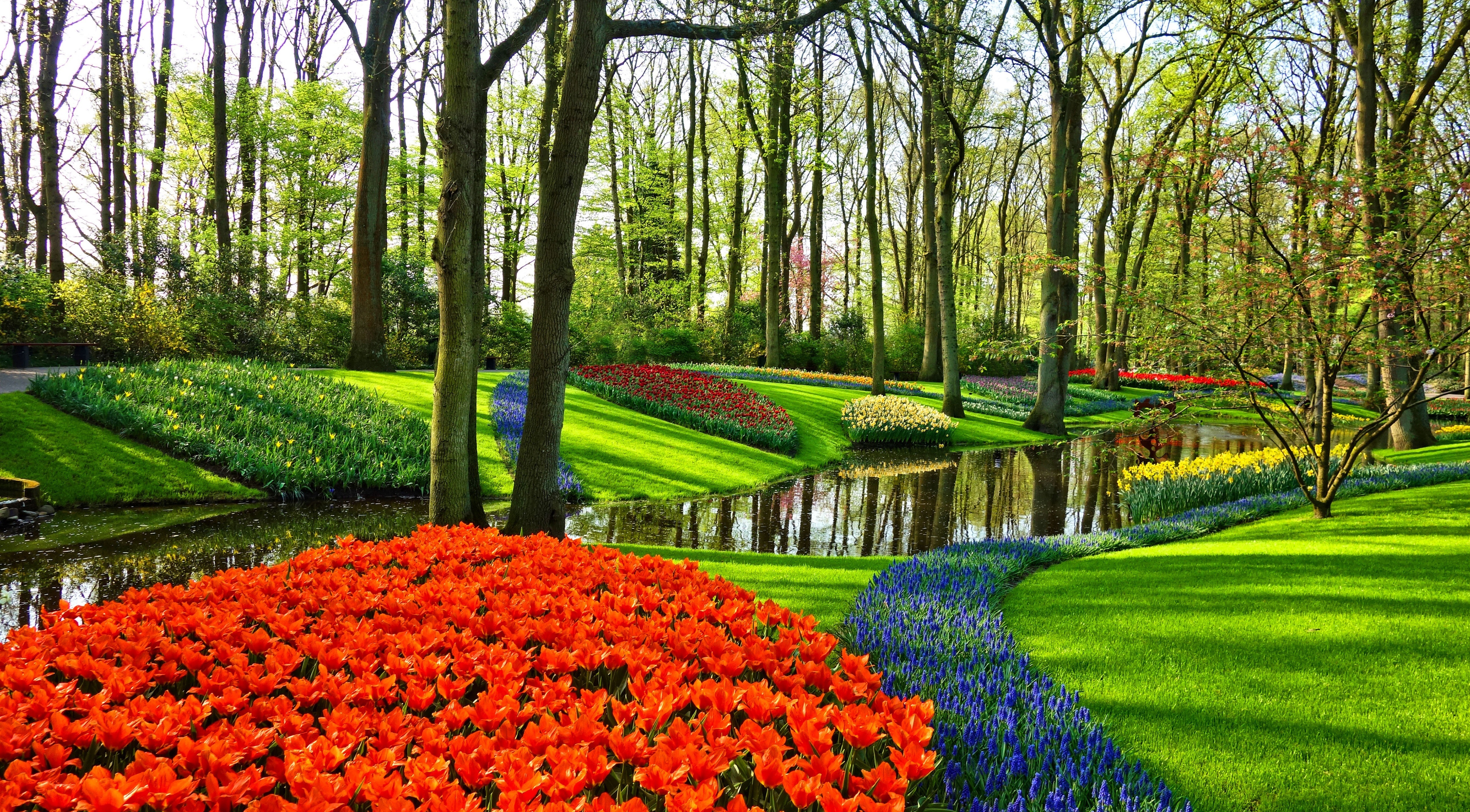 Handy-Wallpaper Park, Garten, Tulpe, Niederlande, Fotografie kostenlos herunterladen.