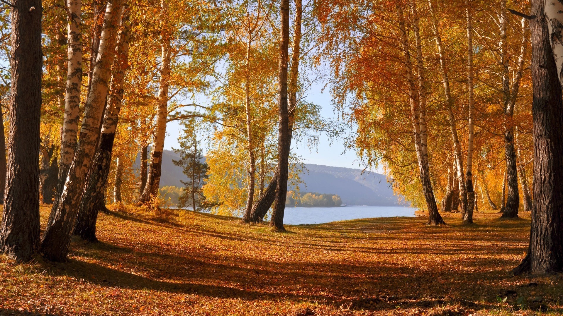 Download background landscape, trees, autumn, leaves, birches, orange