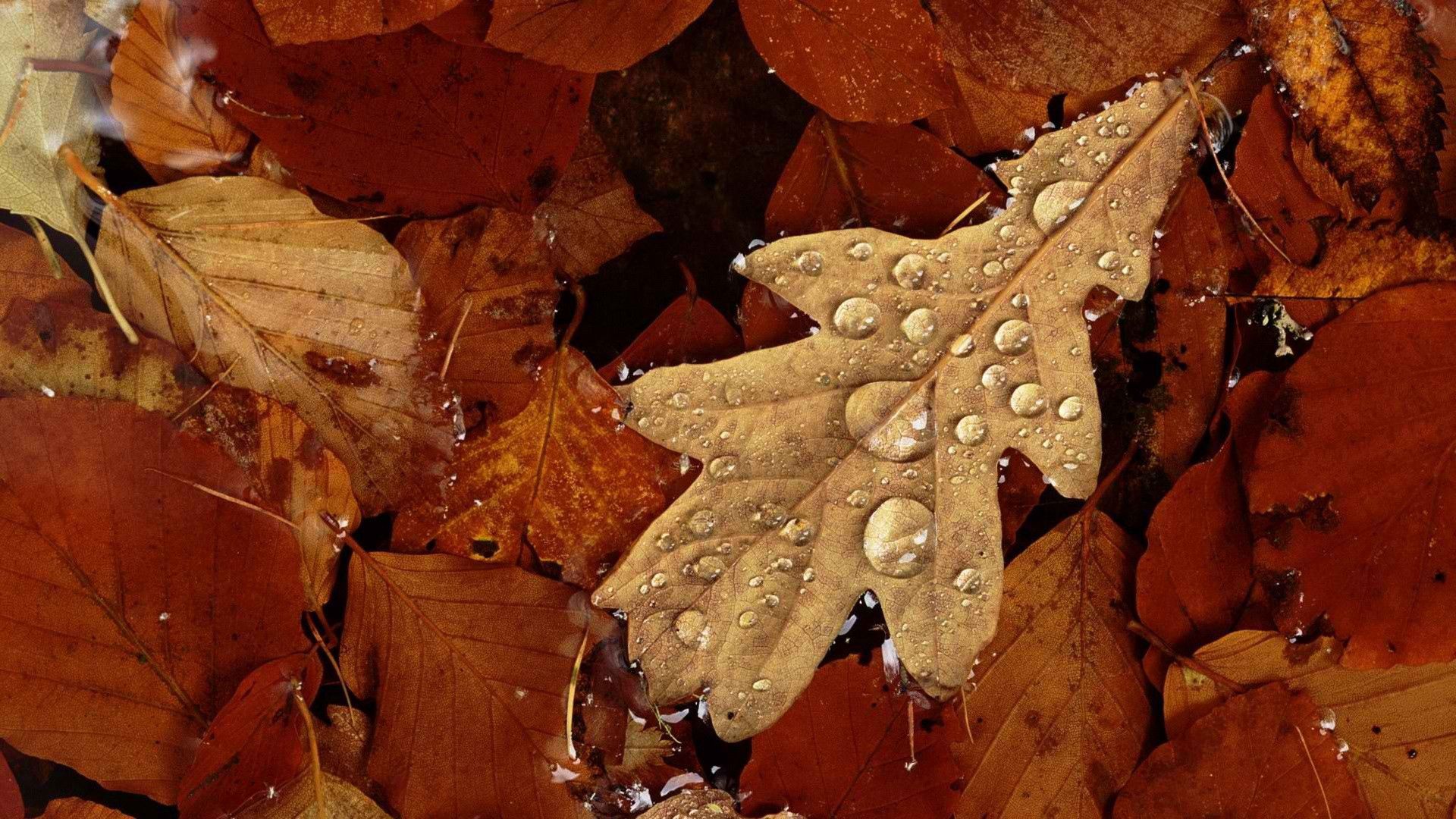 1920x1080 Background autumn, drops, leaves, yellow, macro, moisture, dry