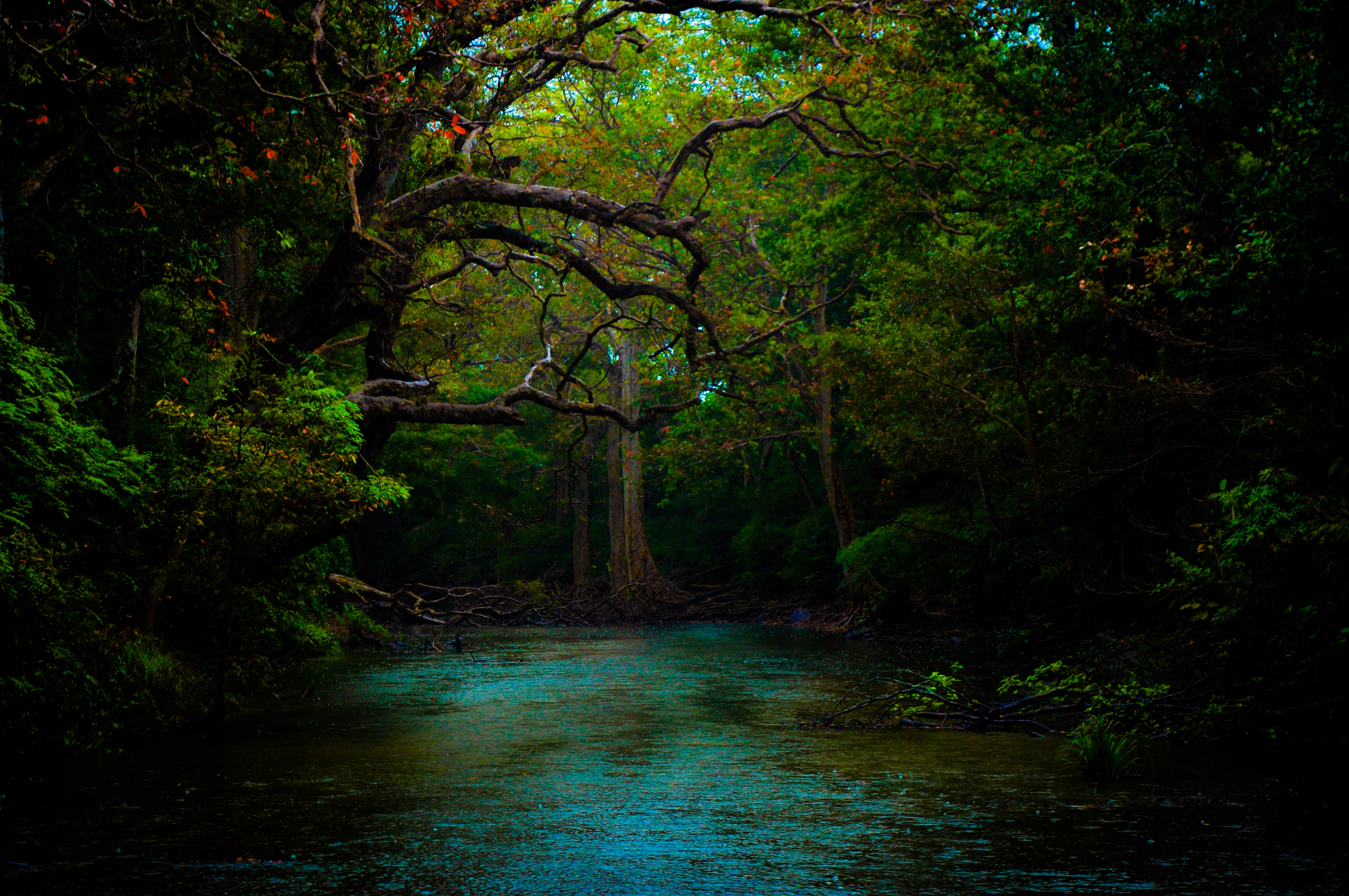 Download mobile wallpaper Forest, Earth, River for free.