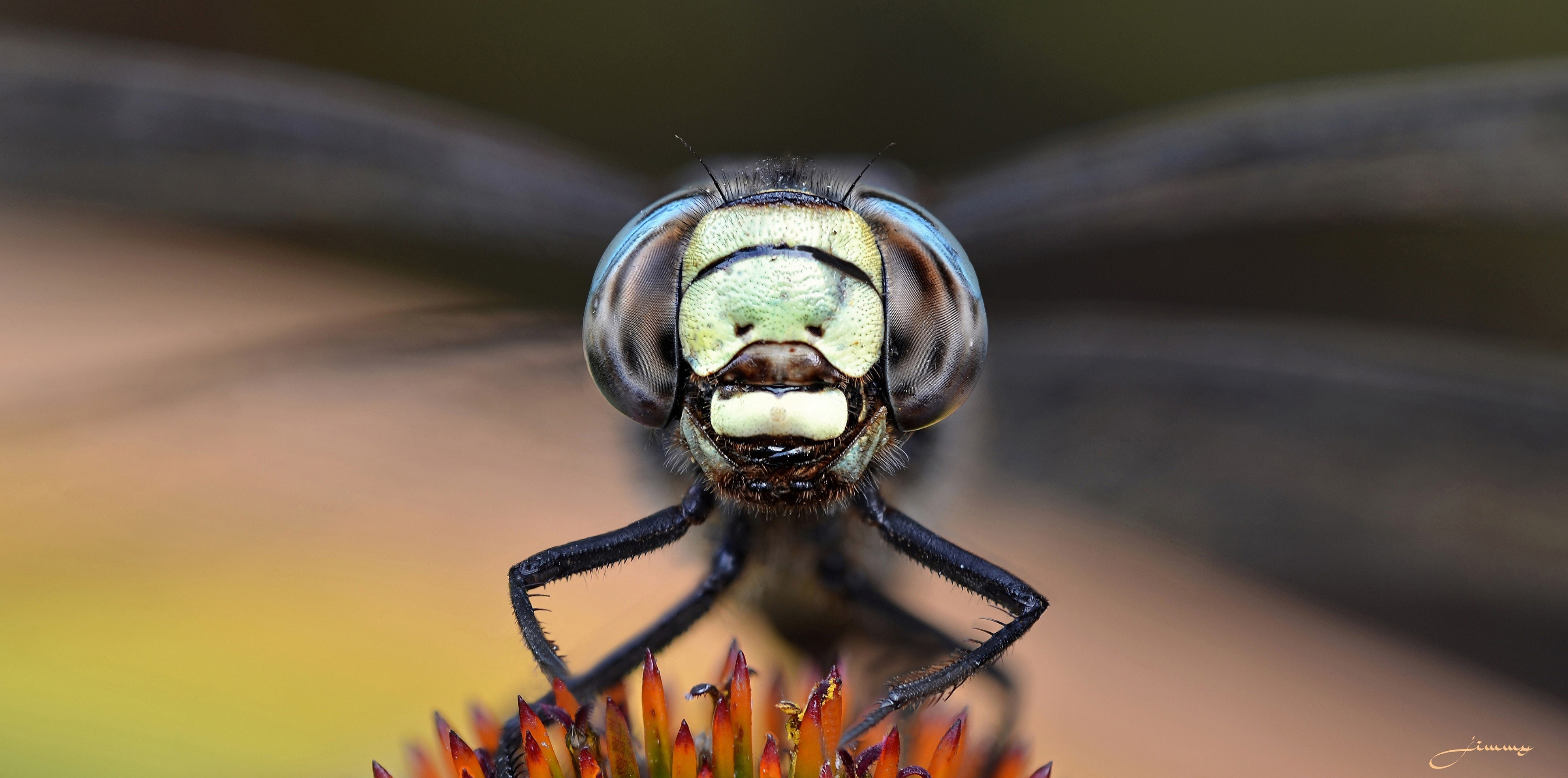 animal, dragonfly, eye, flower, head, macro, wings, insects