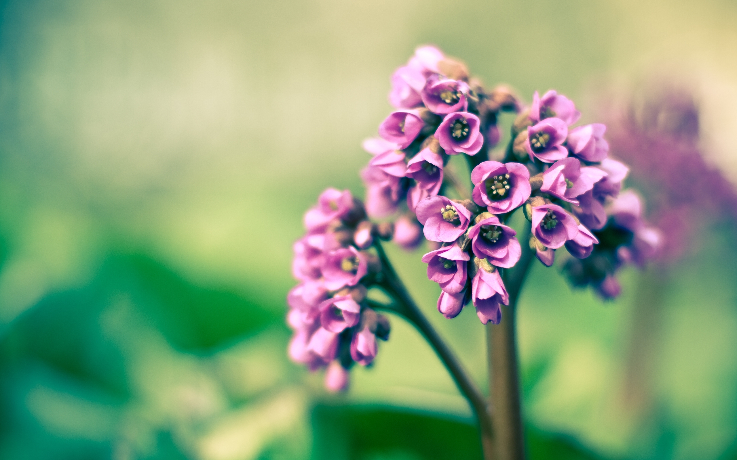 Téléchargez gratuitement l'image Fleurs, Fleur, Terre/nature sur le bureau de votre PC