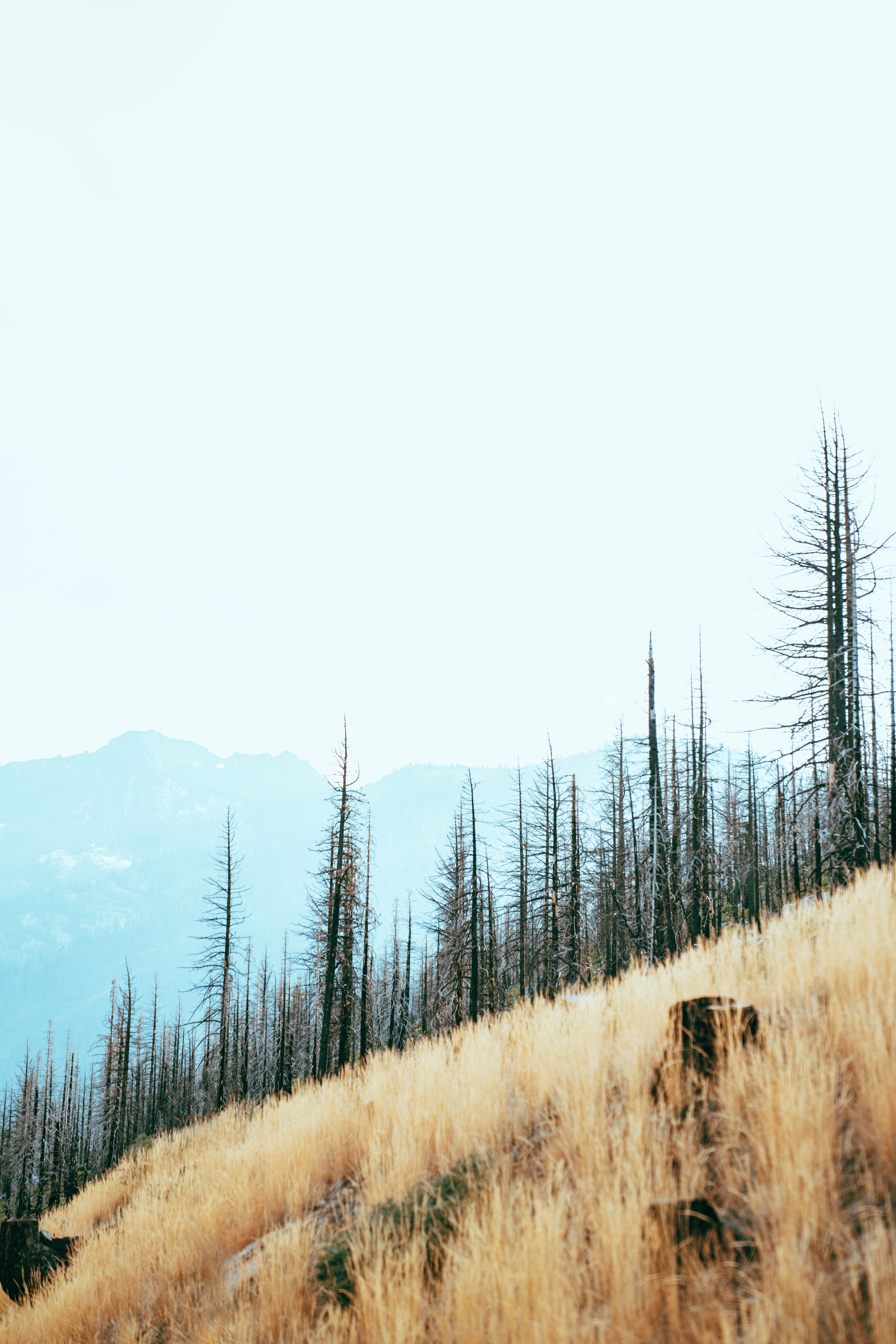 Free download wallpaper Slope, Nature, Trees, Mountains, Landscape on your PC desktop