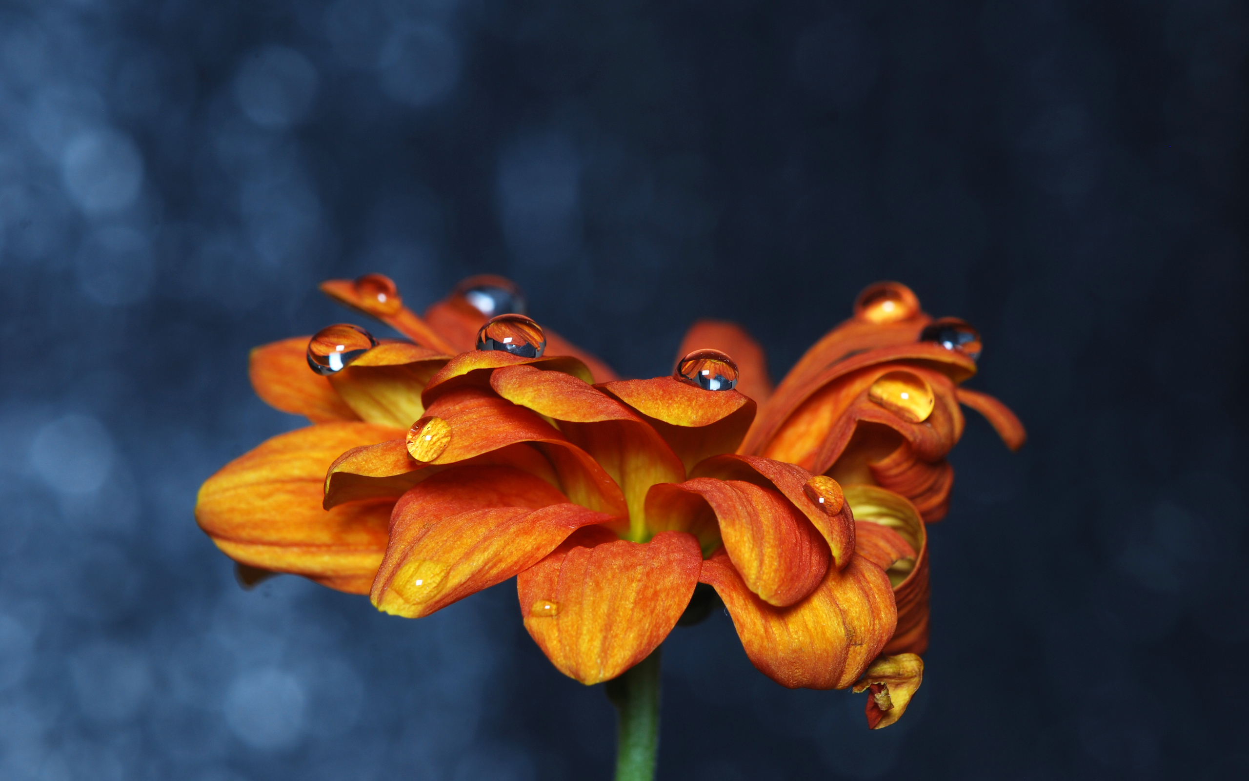 Laden Sie das Blumen, Blume, Wassertropfen, Erde/natur-Bild kostenlos auf Ihren PC-Desktop herunter