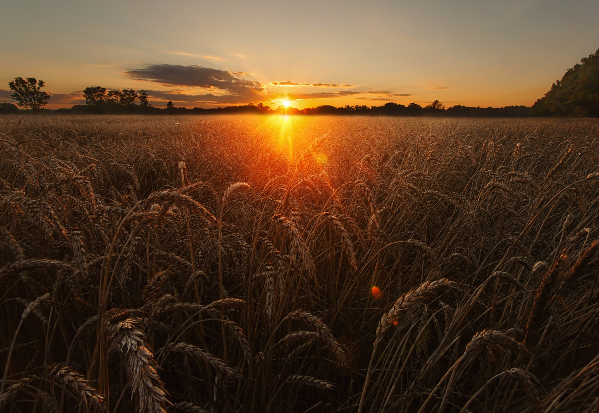 Download mobile wallpaper Nature, Summer, Wheat, Sunrise, Earth, Field for free.