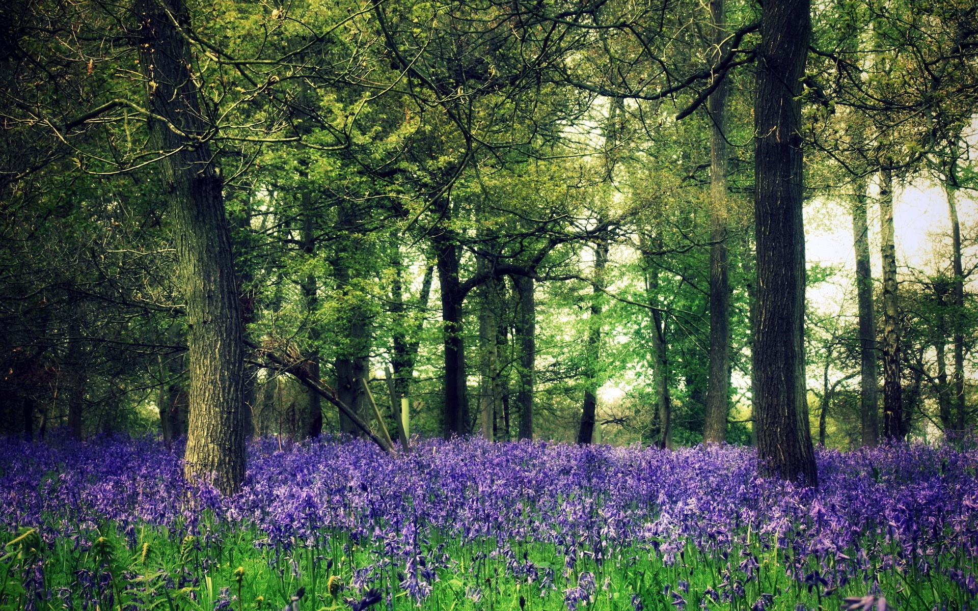 Laden Sie das Wald, Erde/natur-Bild kostenlos auf Ihren PC-Desktop herunter