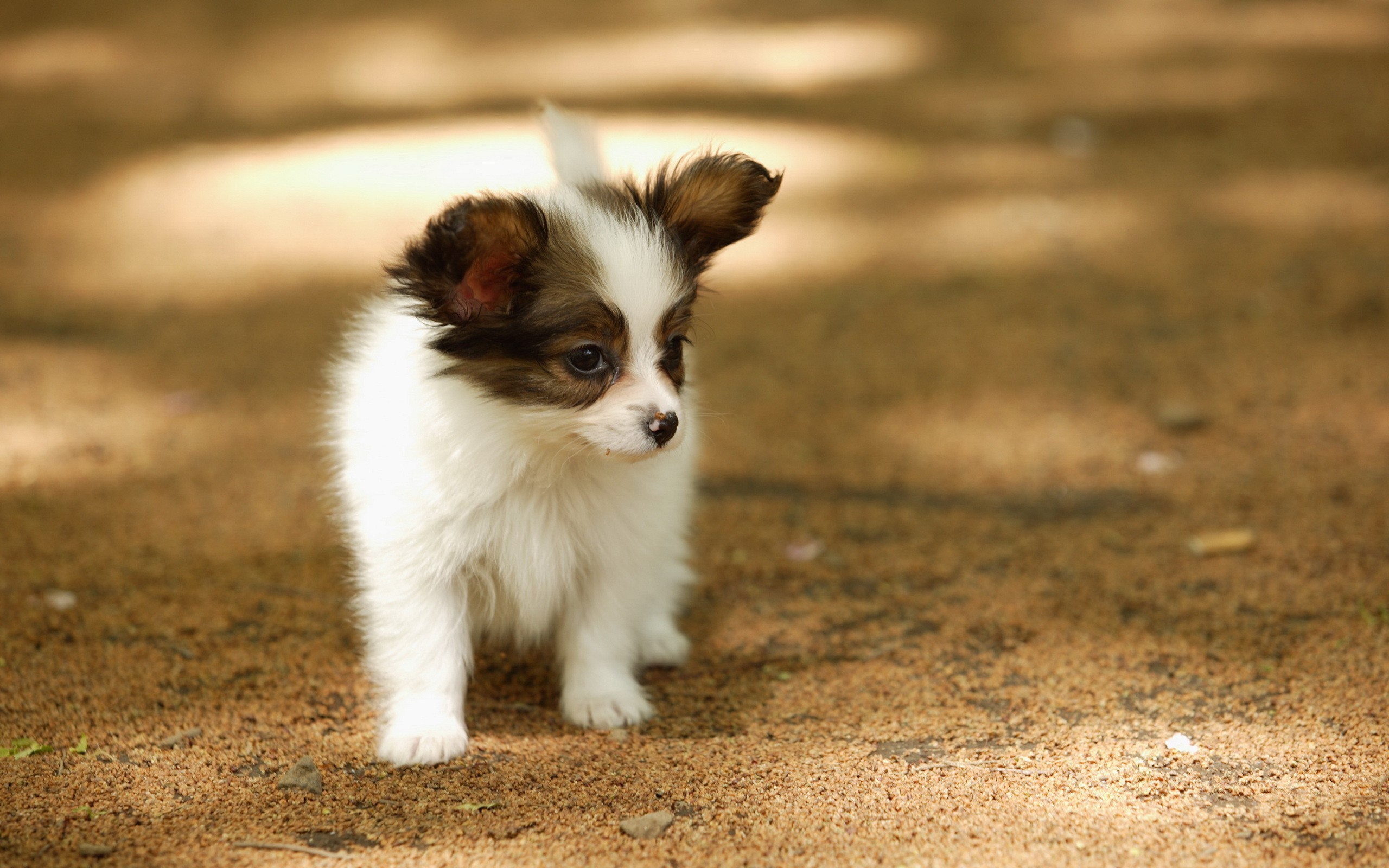 Download mobile wallpaper Papillon, Dogs, Dog, Animal for free.
