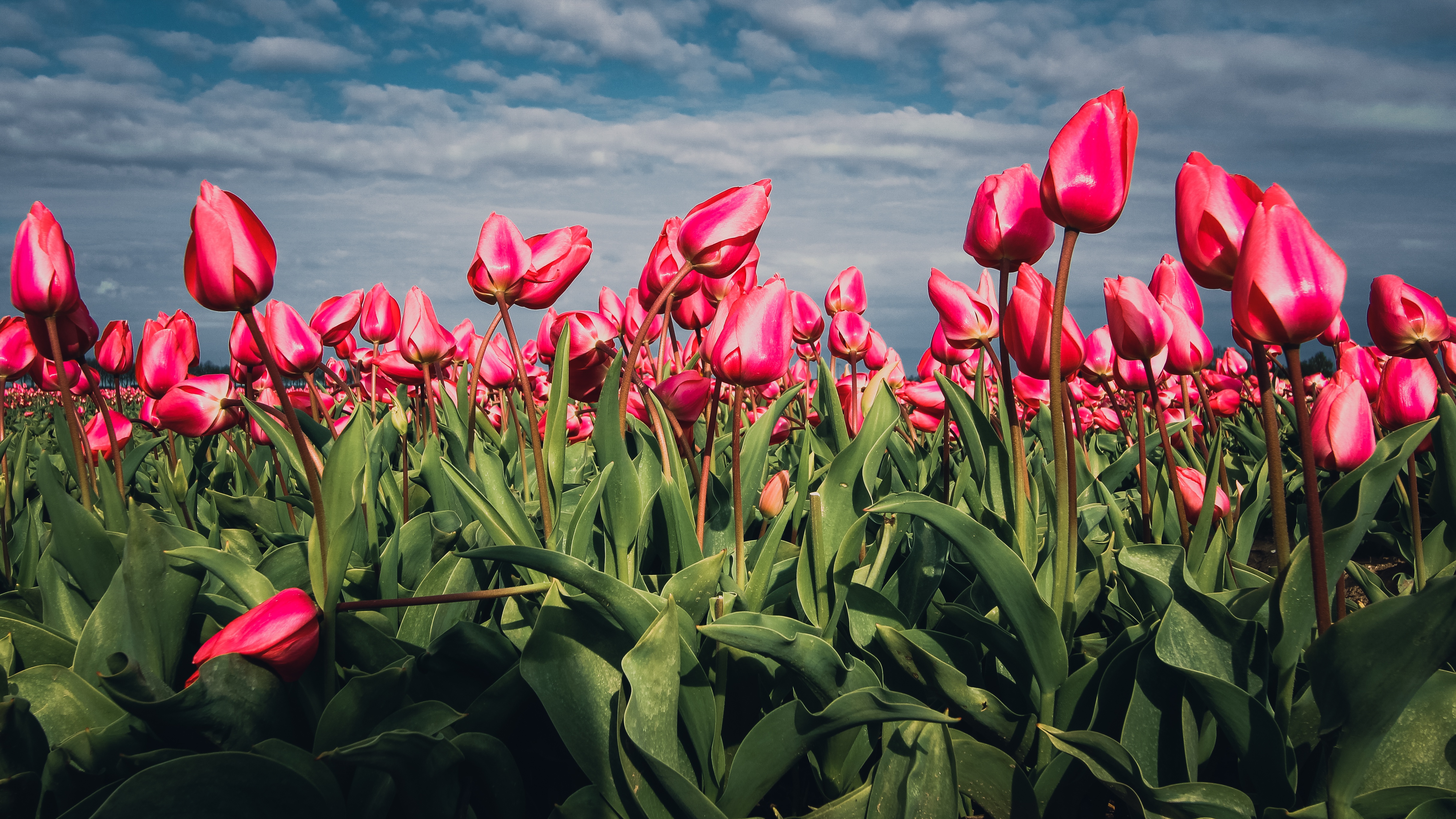 Téléchargez gratuitement l'image Fleurs, Fleur, Tulipe, Terre/nature, Fleur Rose sur le bureau de votre PC