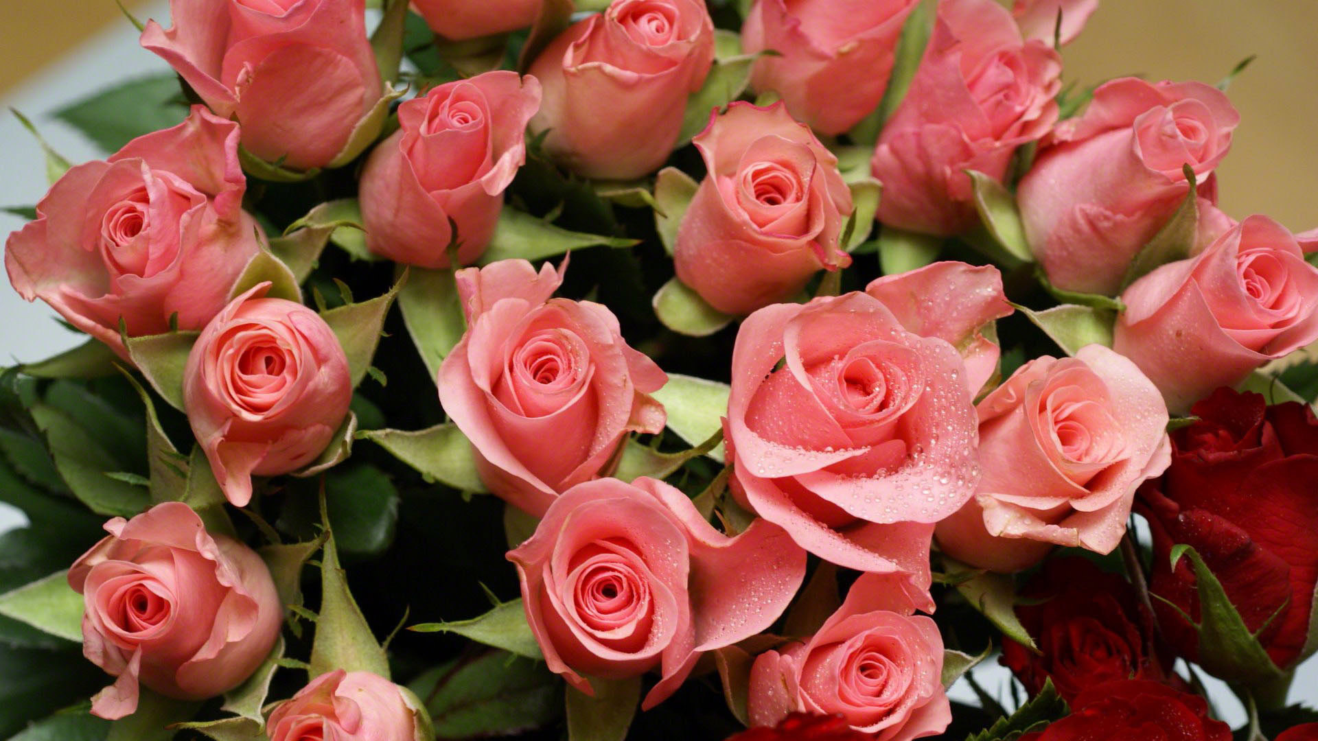 43656 baixar papel de parede rosas, plantas, flores, vermelho - protetores de tela e imagens gratuitamente