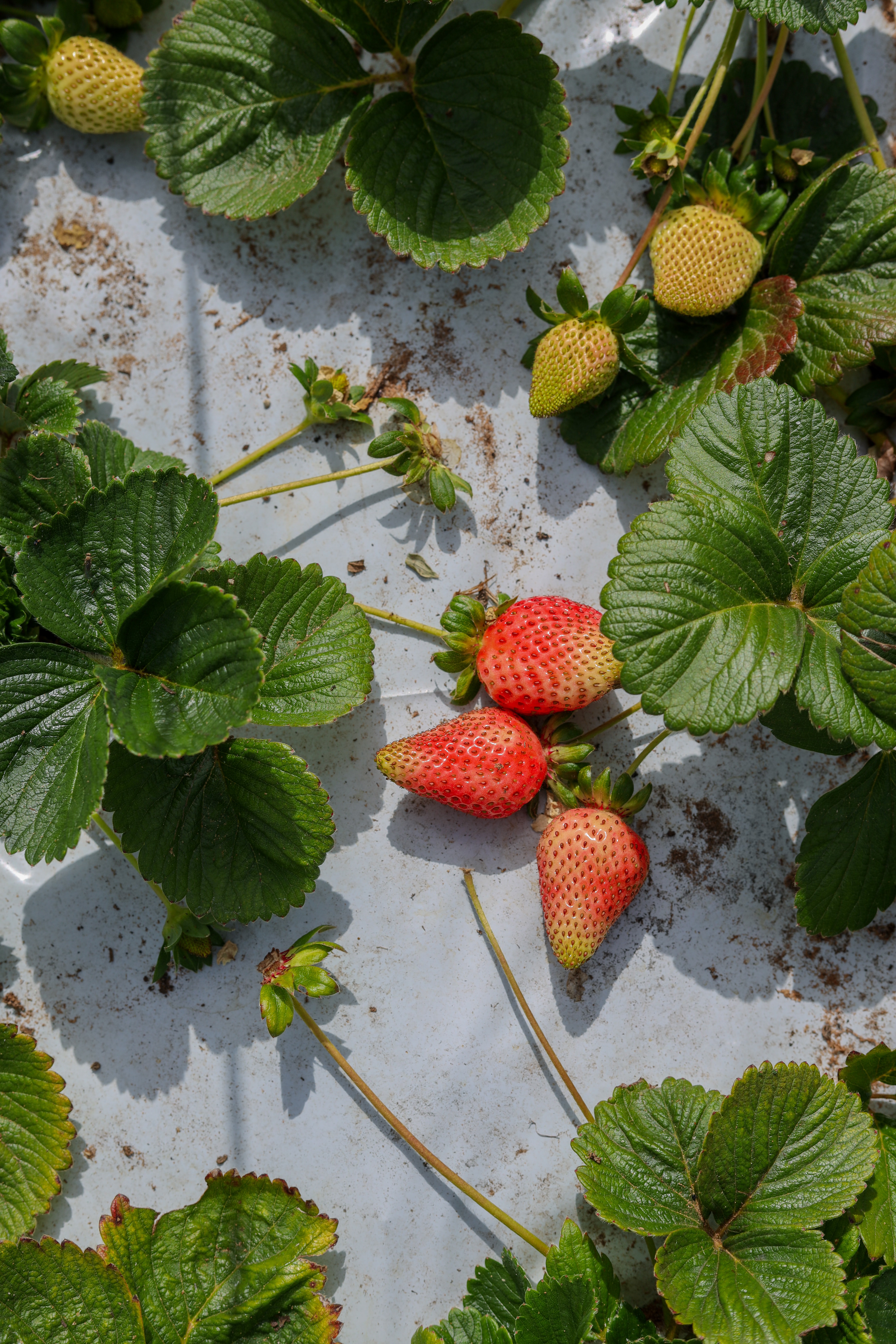 fruits, strawberry, leaves, berries, macro HD for desktop 1080p