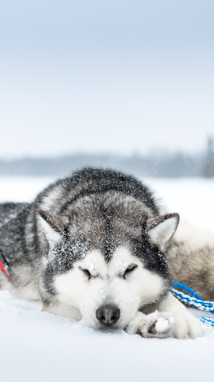 Download mobile wallpaper Winter, Dogs, Snow, Dog, Animal, Snowfall, Siberian Husky, Resting, Depth Of Field for free.