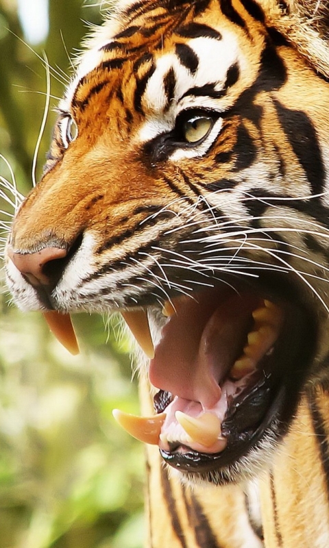 Descarga gratuita de fondo de pantalla para móvil de Animales, Gatos, Tigre.