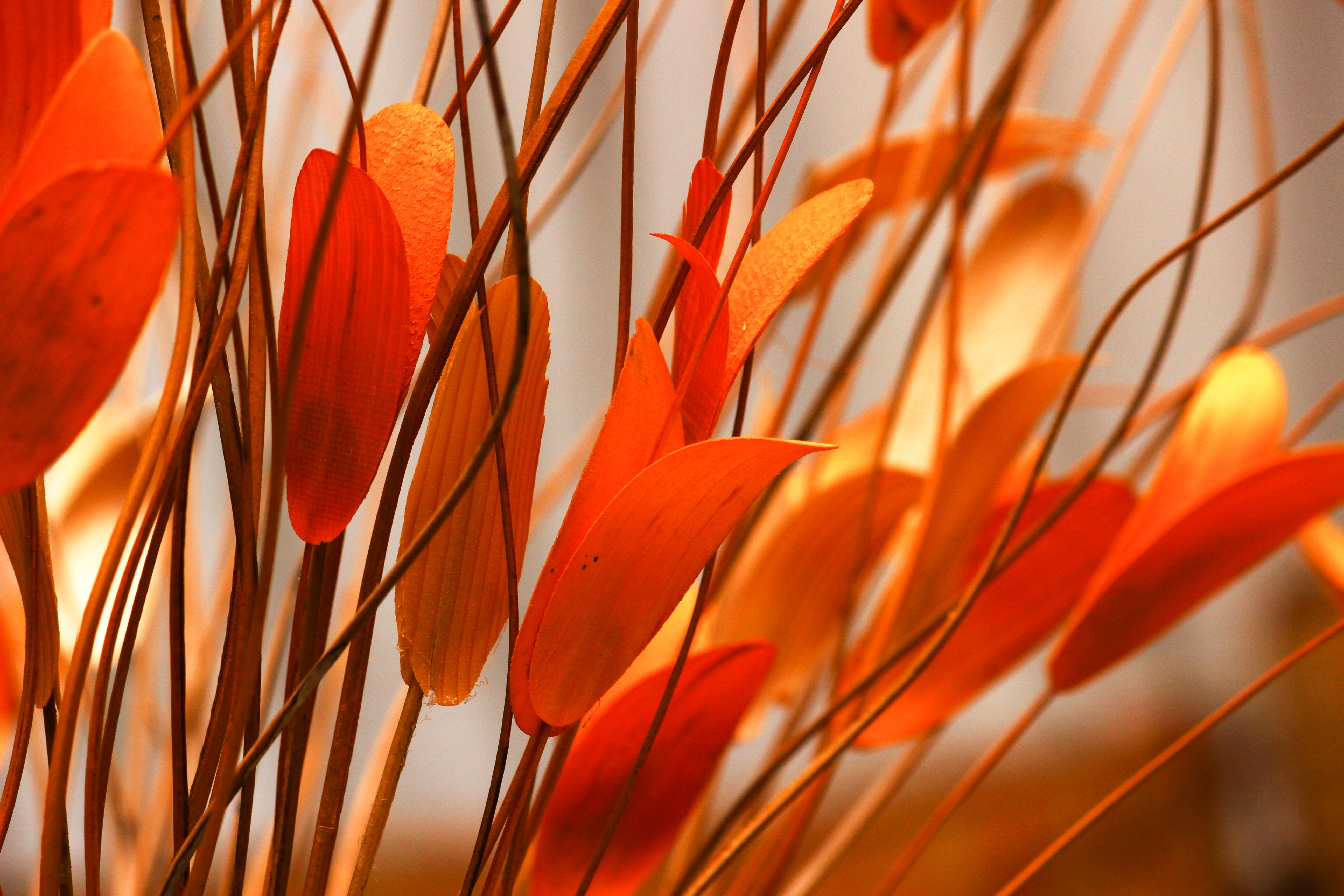 Descarga gratis la imagen Planta, Hojas, Naturaleza, Flor en el escritorio de tu PC