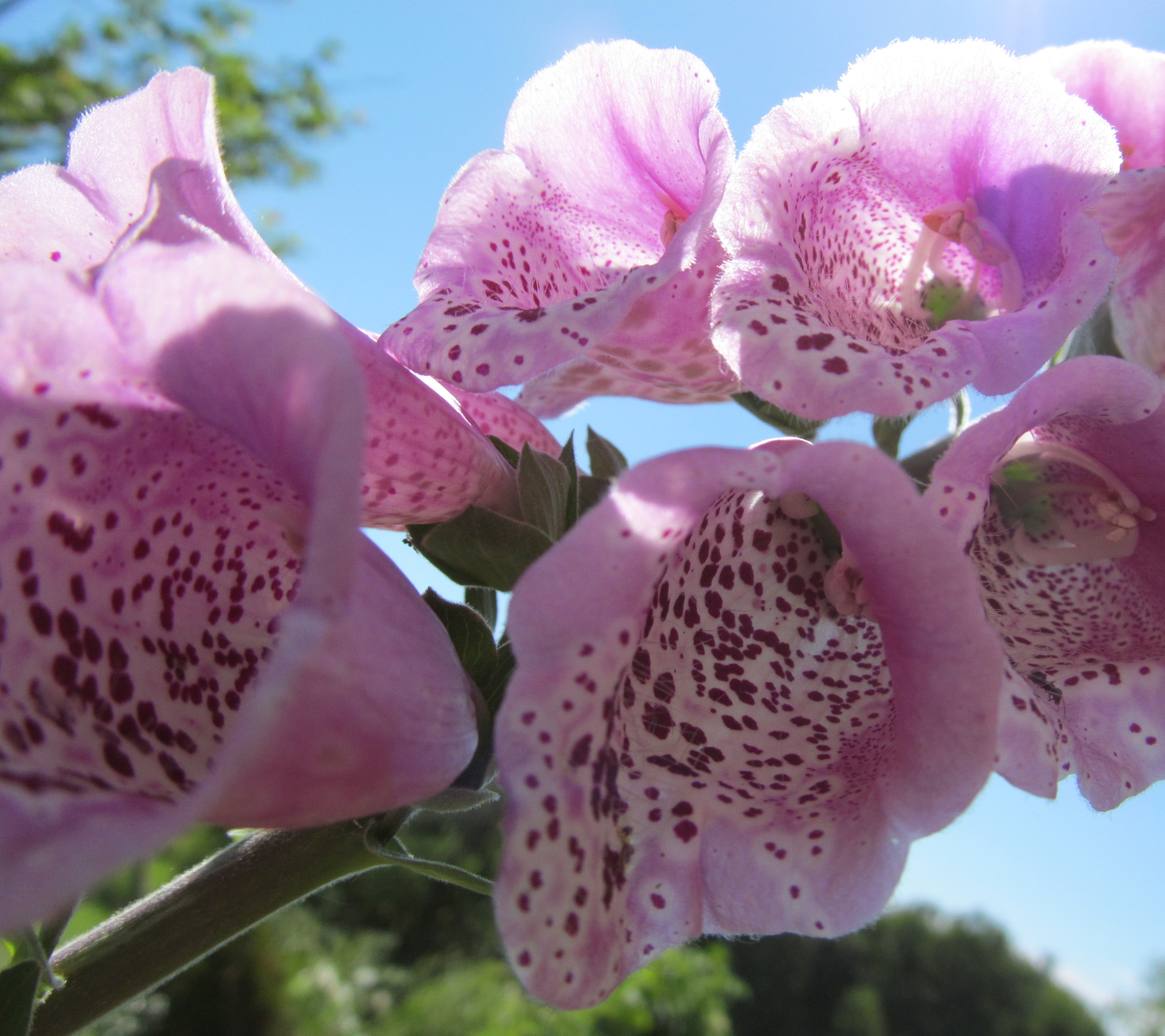 Laden Sie das Blumen, Blume, Erde/natur-Bild kostenlos auf Ihren PC-Desktop herunter