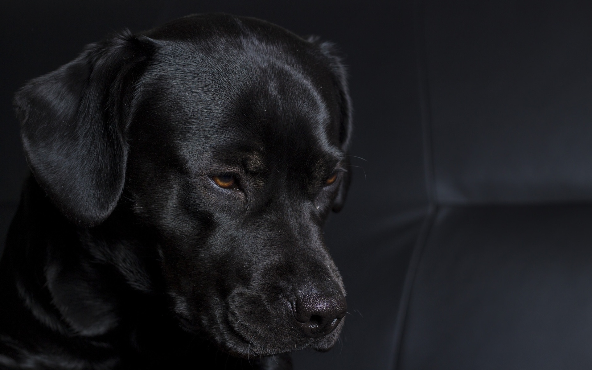 Baixe gratuitamente a imagem Animais, Cães, Cão na área de trabalho do seu PC